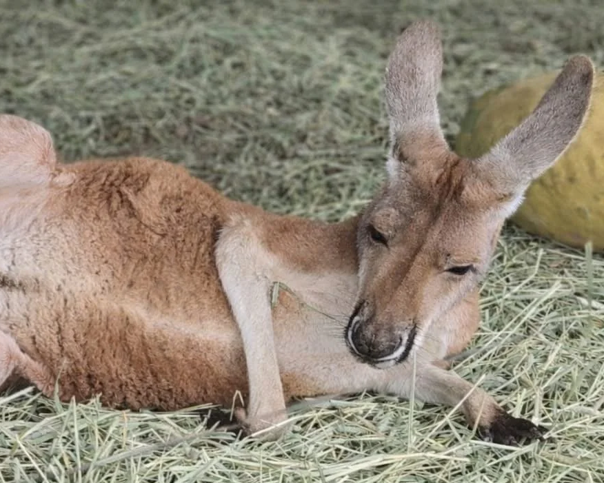 A kangaroo lying on hay with a coconut nearby.