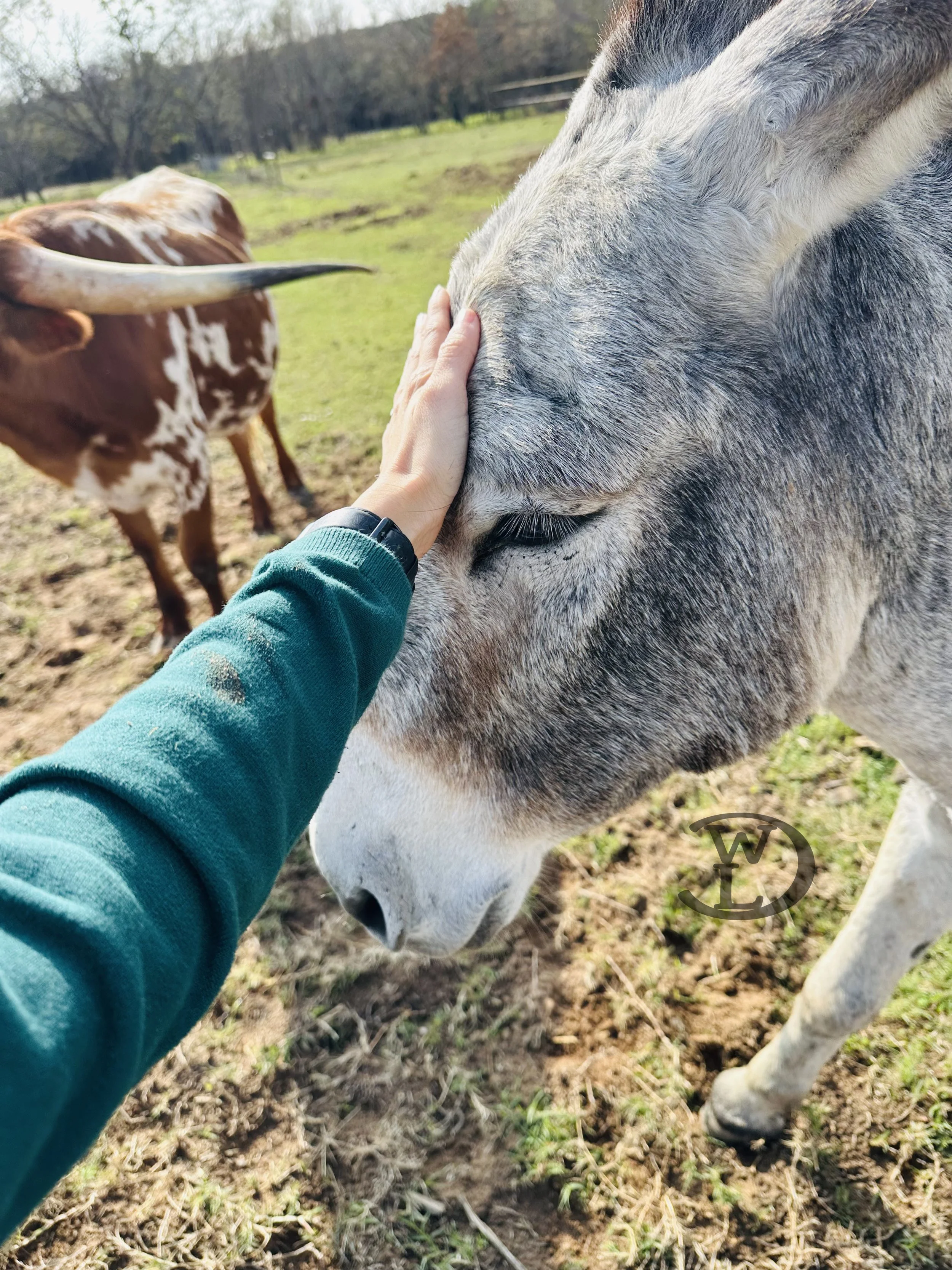 Nature Visit 2025 Paco the Donkey 2