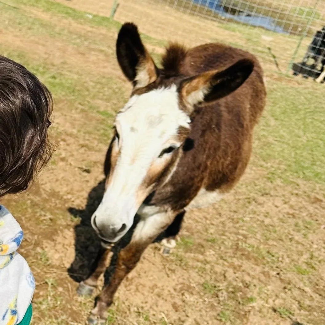 A young girl with dark, curly hair standing close to a brown and white donkey in an outdoor farm setting.