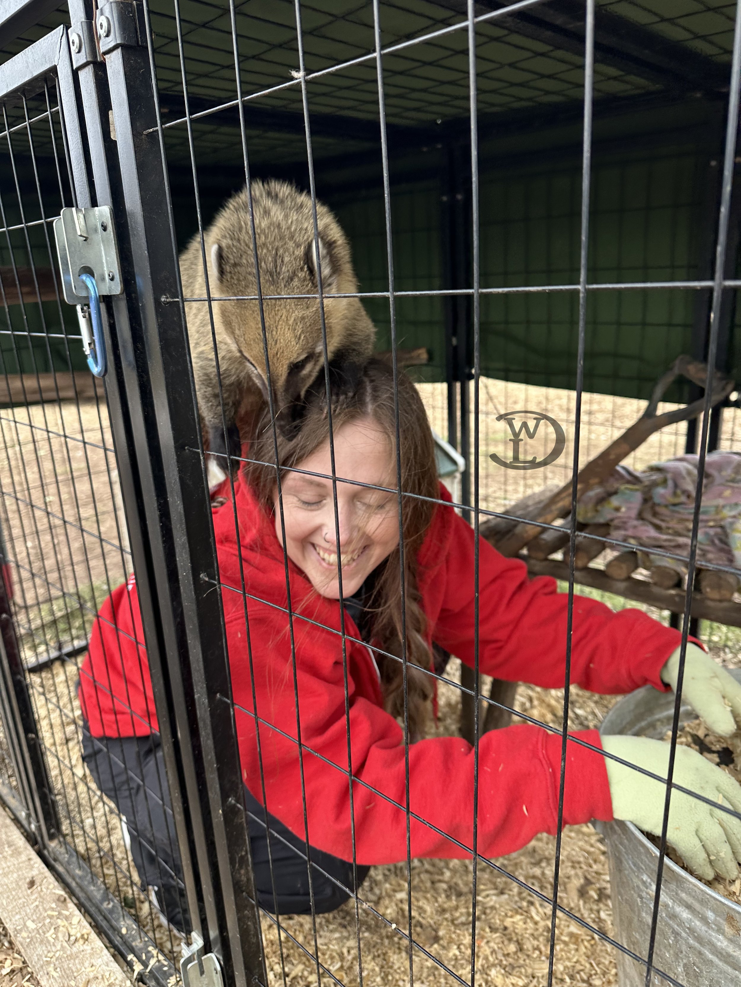 Chelsea Volunteer with Luna Coatimundi