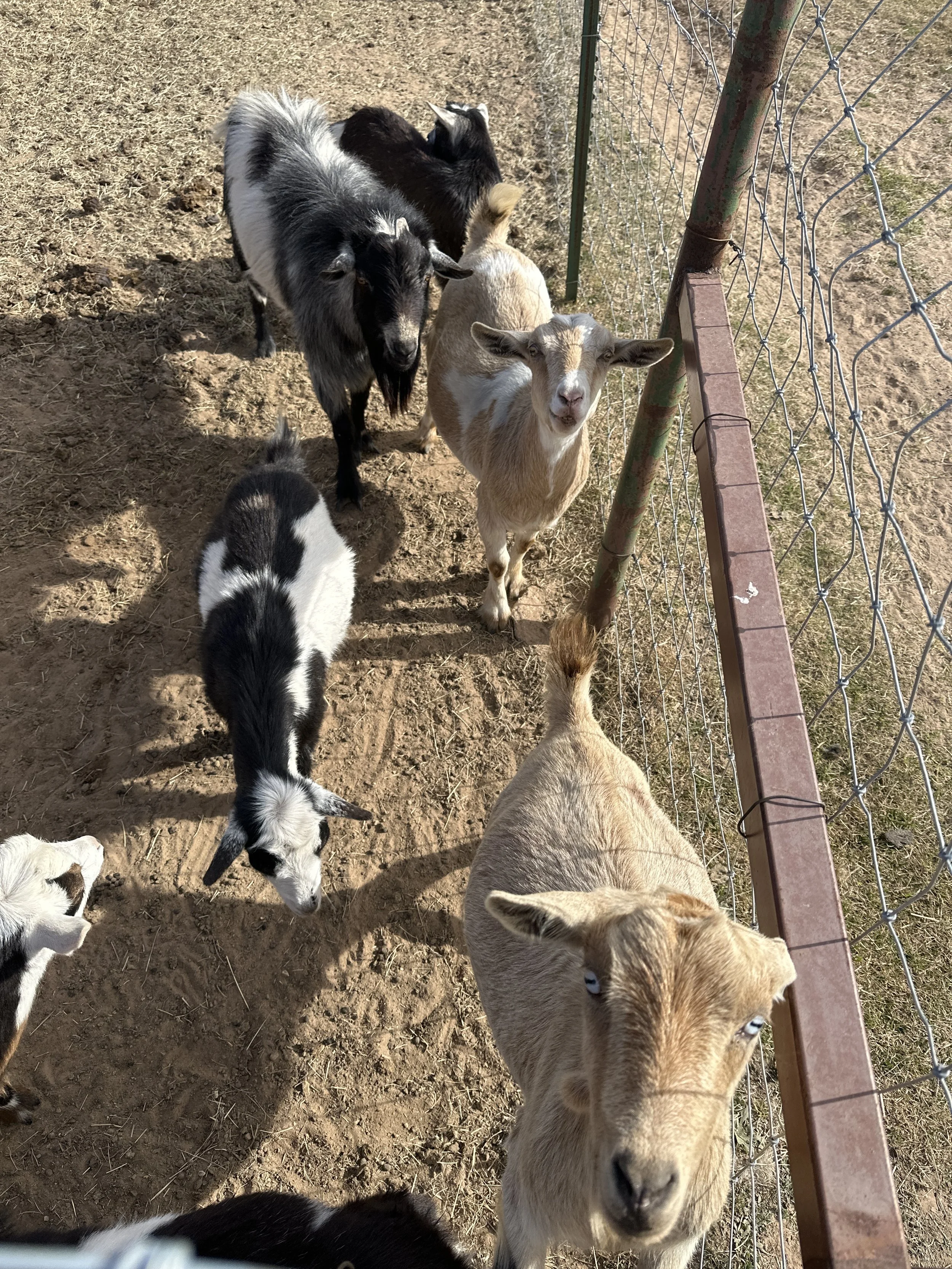 Several goats of different colors standing behind a chain-link fence in a dirt pen.
