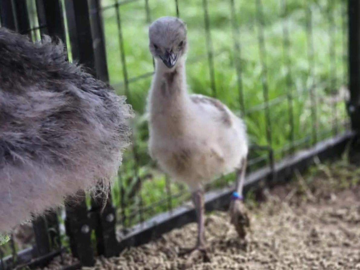 A young emu standing behind a wire fence, with a blurry adult emu partially visible on the left, outdoors with green foliage in the background.