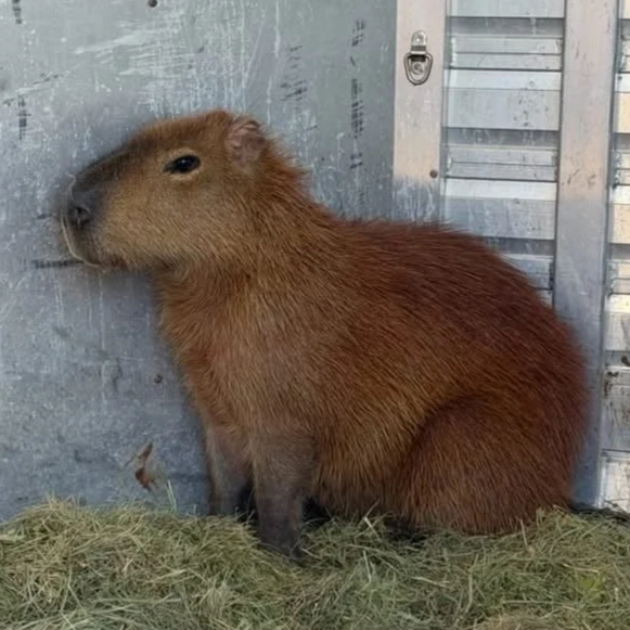 A capybara sitting on grass in front of a wooden and metal fence.