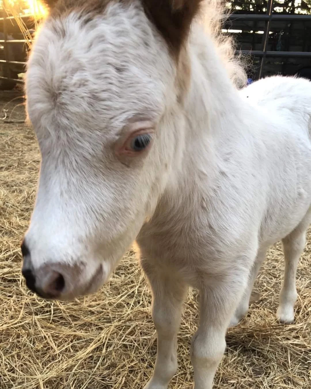 Close-up of a white calf with a light-colored coat and a dark spot near its nose, standing on straw in a farm setting.