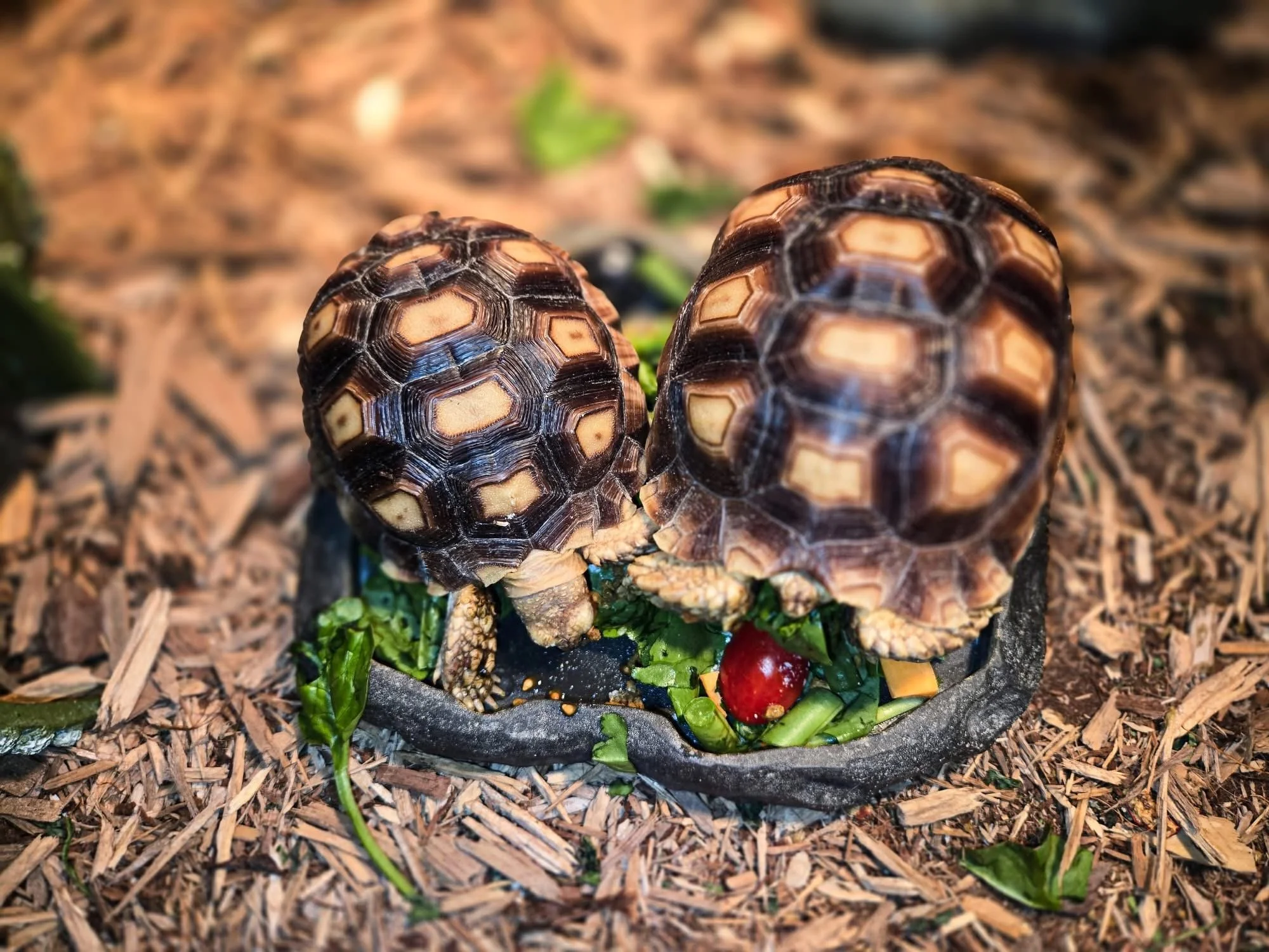 Two small turtles with patterned shells eating from a black dish with vegetables and a cherry on a bed of wood chips.