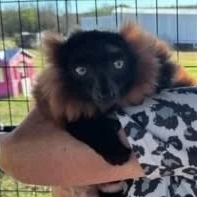 Young puppy with black and brown fur being held outdoors.