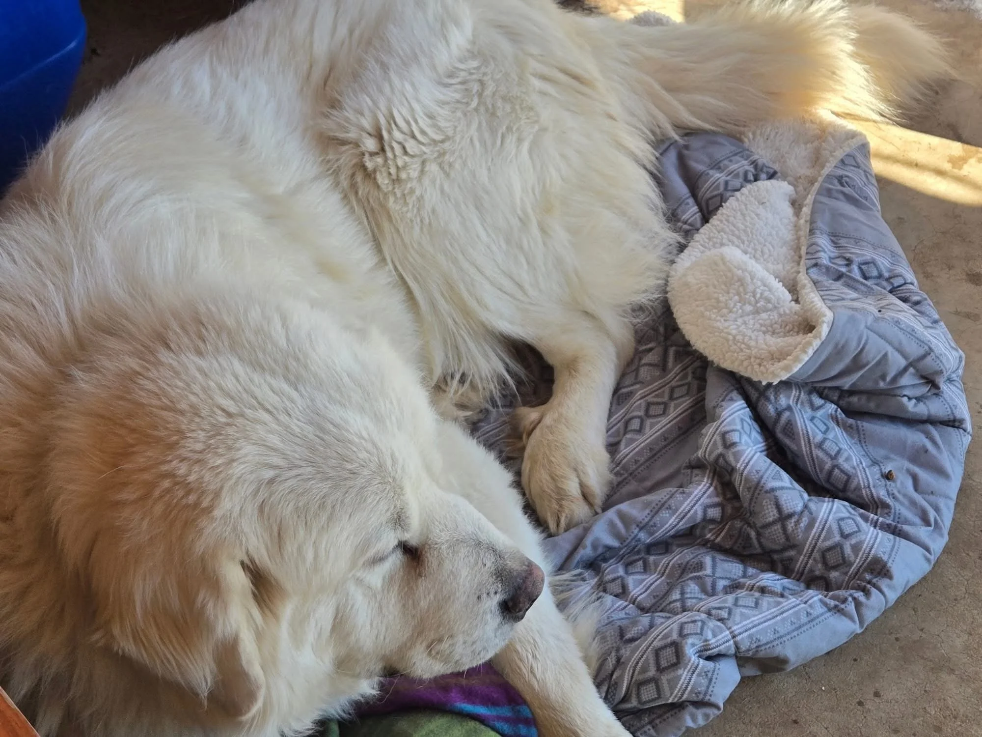 Two large white dogs lying on a blanket on the floor, resting or sleeping.