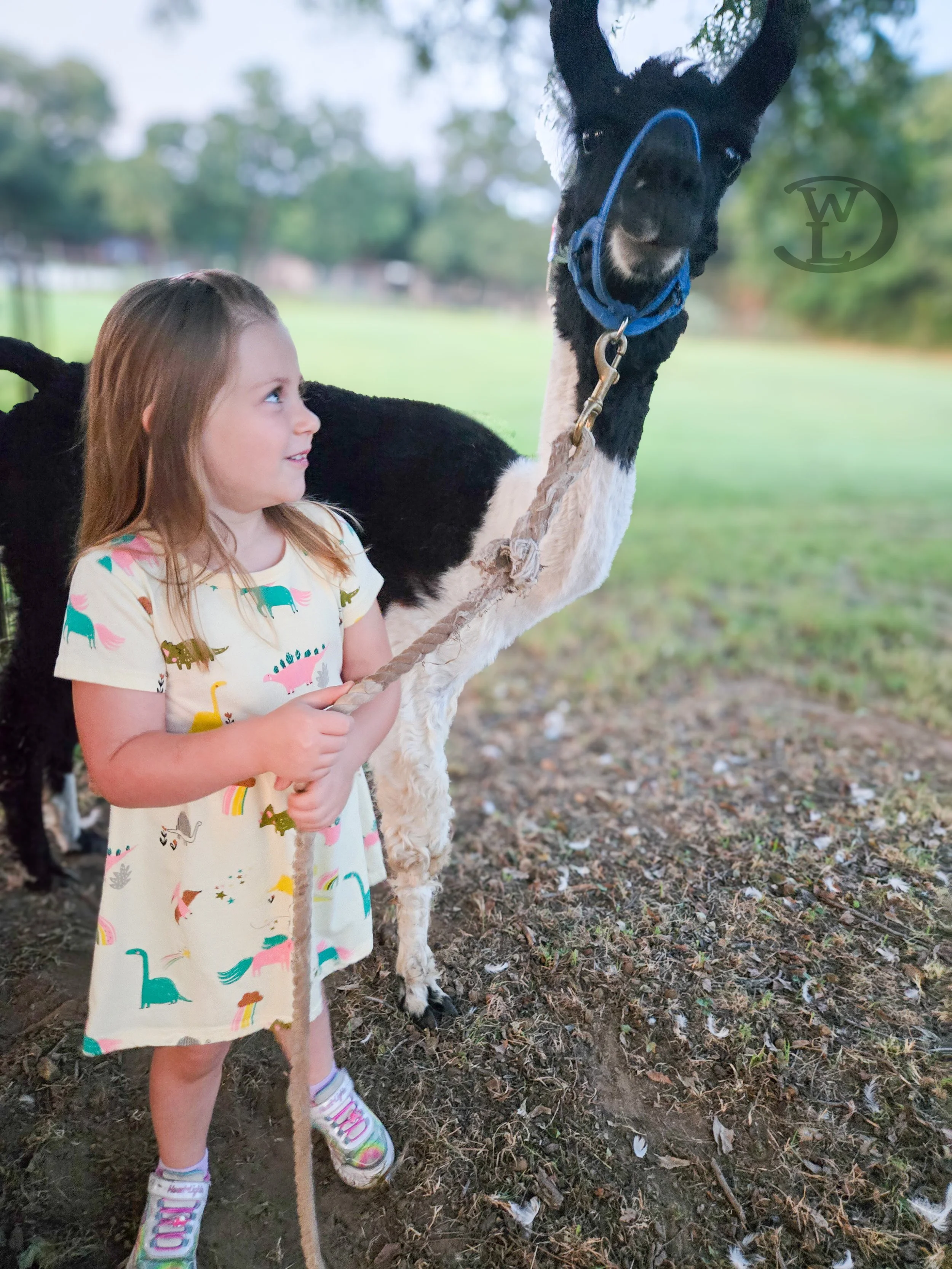 WCF Milo the Alpaca 1.jpg