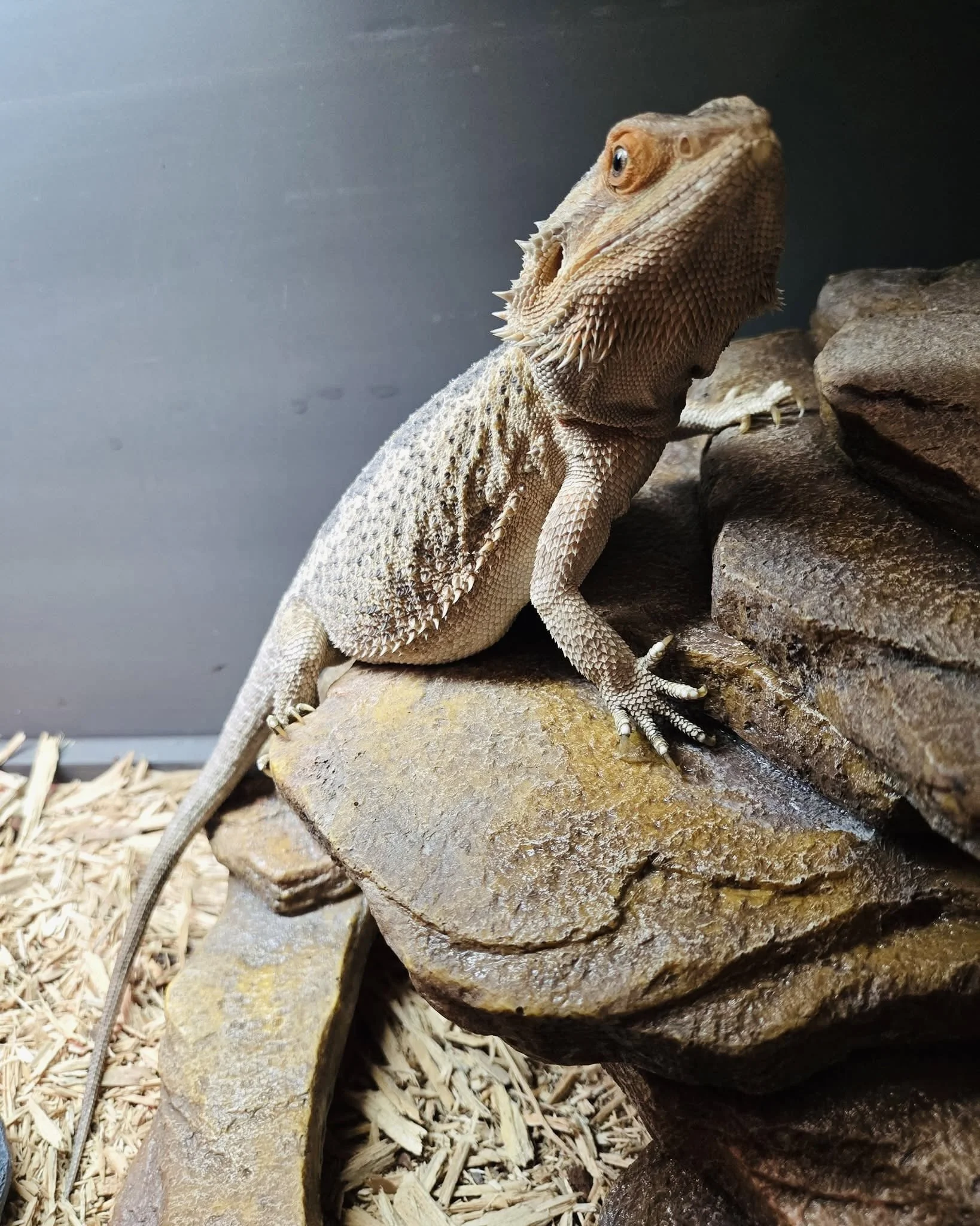 A bearded dragon lizard climbing on rocks inside an enclosure.