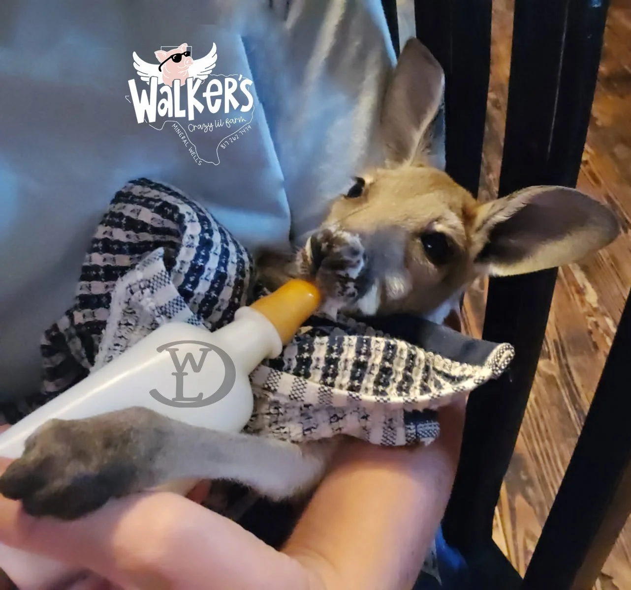 Bottling and Breeding Program Kangaroo