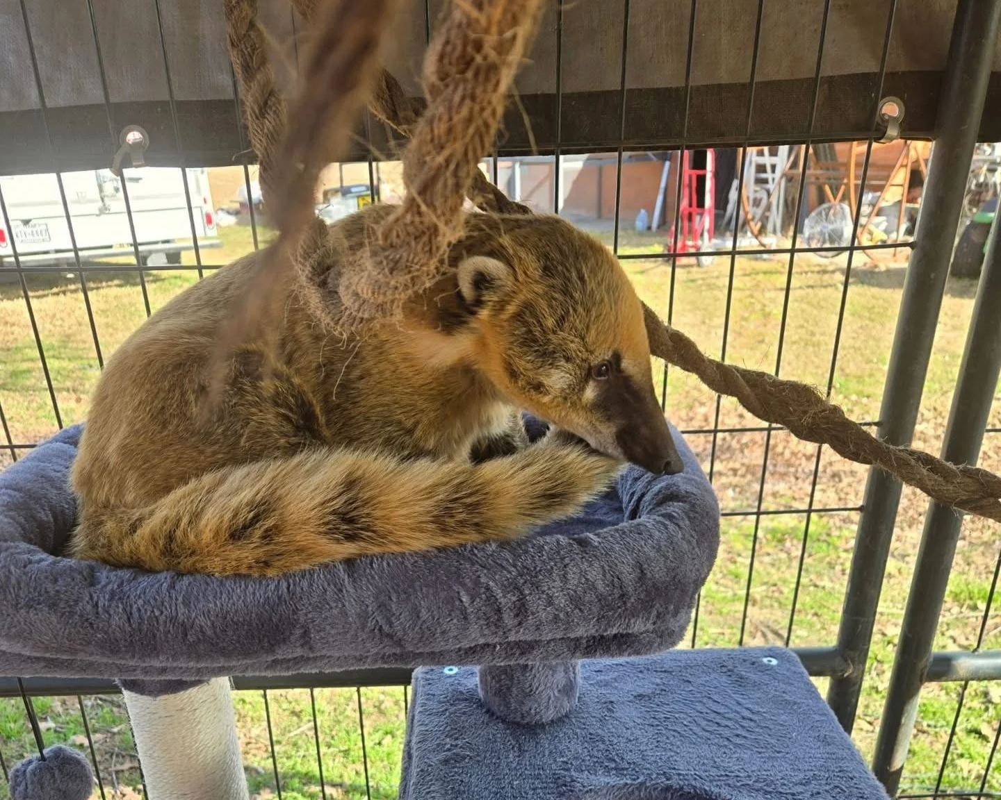 Young fox sitting on a gray soft bed inside a metal cage, with outdoor scenery visible in the background.