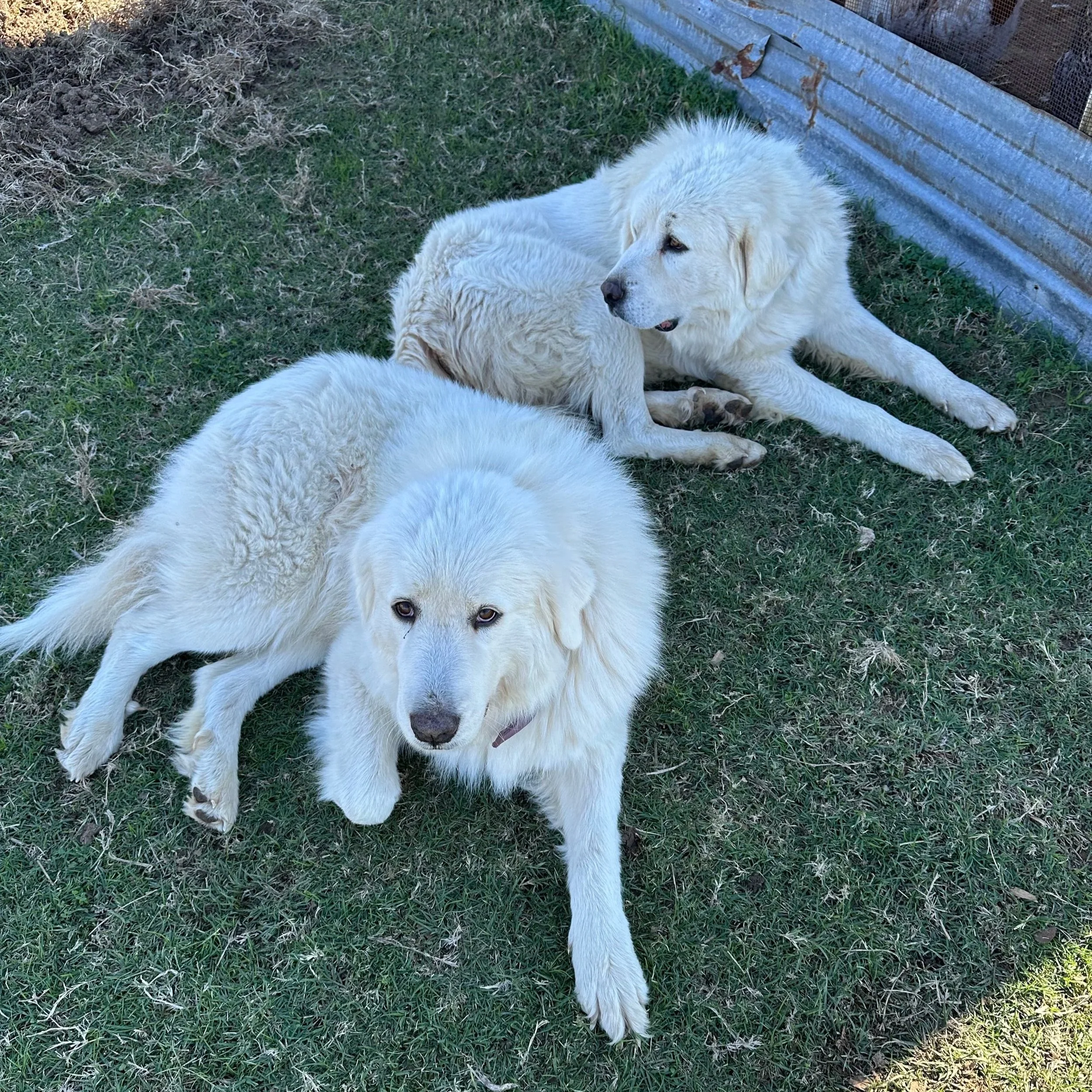 Three large white dogs resting on grass near a metal fence, one looking at the camera and two lying down.