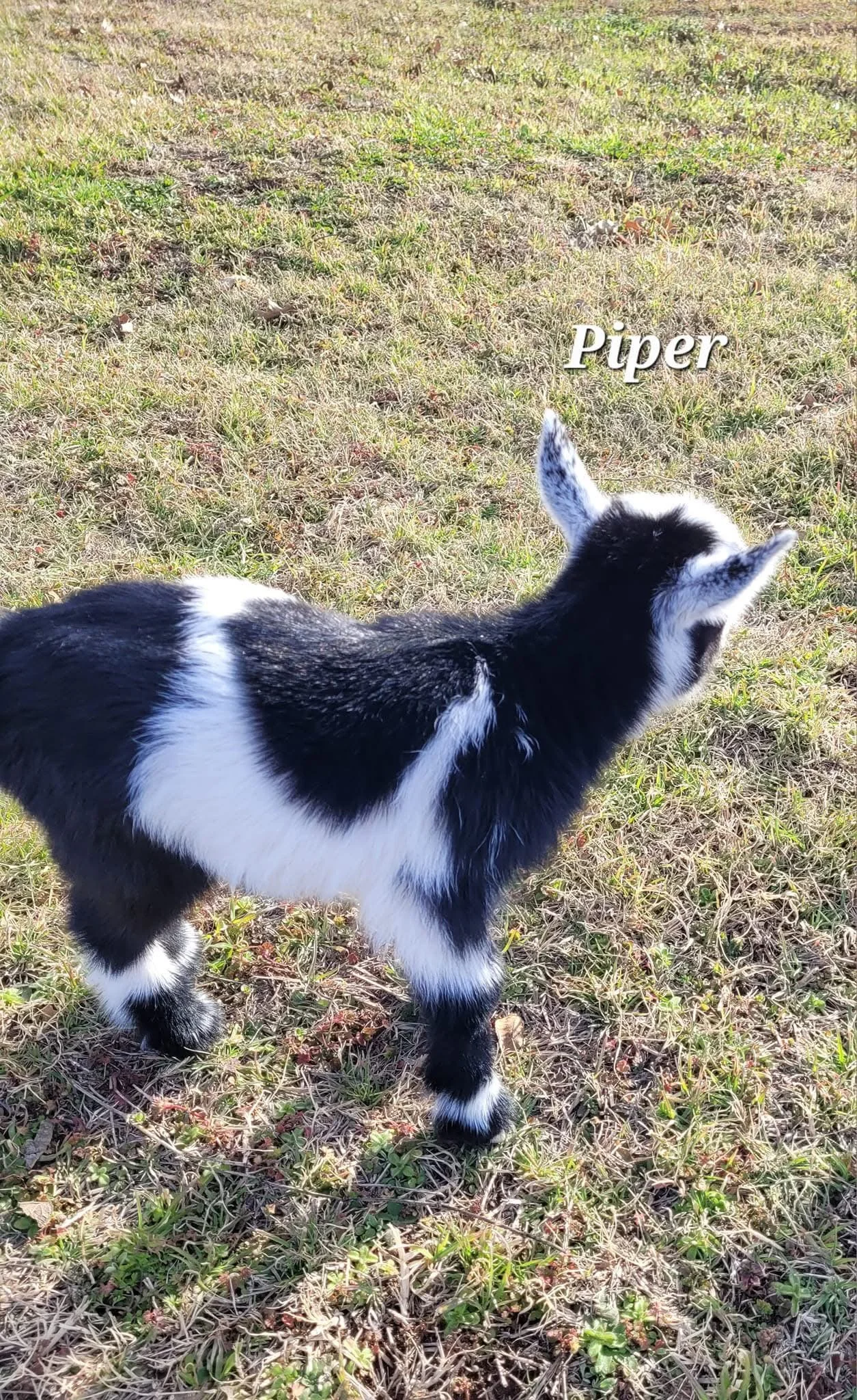 A black and white baby goat standing on grassy ground with the name 'Piper' written above.