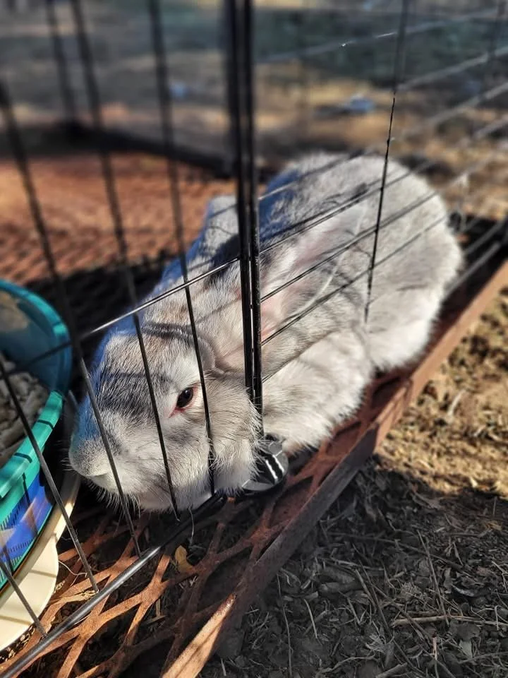 A gray and white rabbit sitting inside a wire cage outdoors, with a food dish and hay visible nearby.