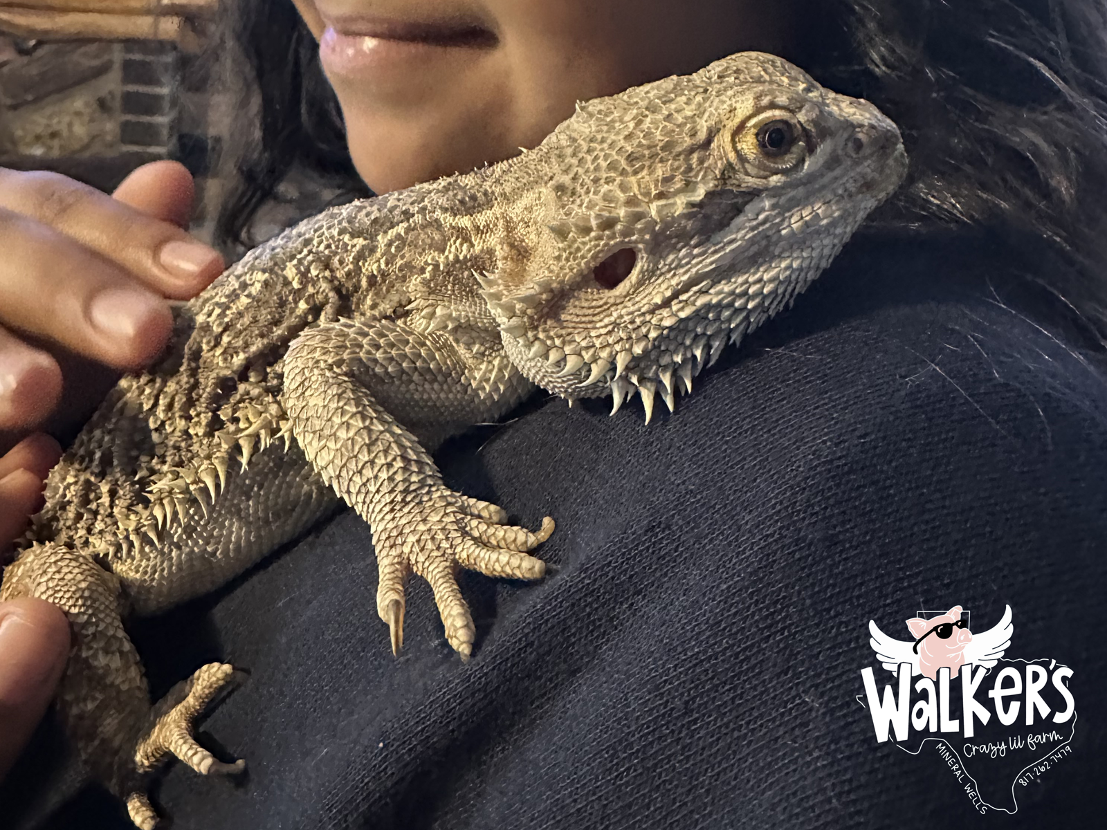 Close-up of a person holding a bearded dragon lizard on their arm.