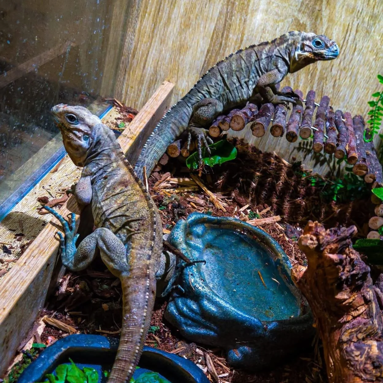 Two orange and gray lizards inside glass terrarium with wood and plant decorations, including a blue water bowl.