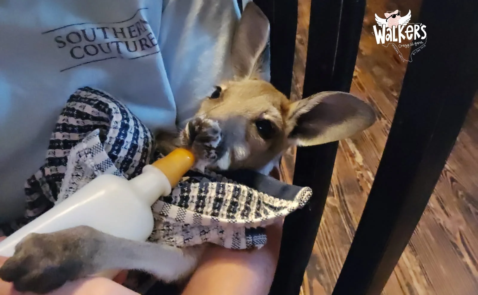 Bottle Feeding and Breeding Program