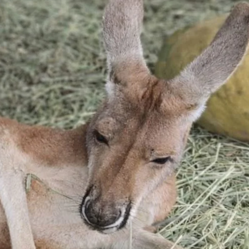 A close-up of a kangaroo lying on the ground in a natural setting with grass and rocks.