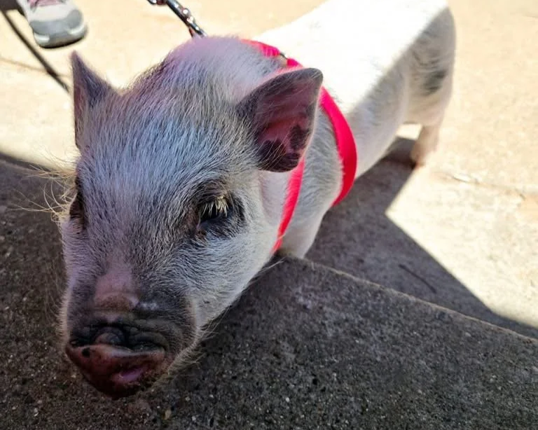 Close-up of a small piglet with grey and white fur, wearing a red harness, standing on a concrete surface in sunlight.
