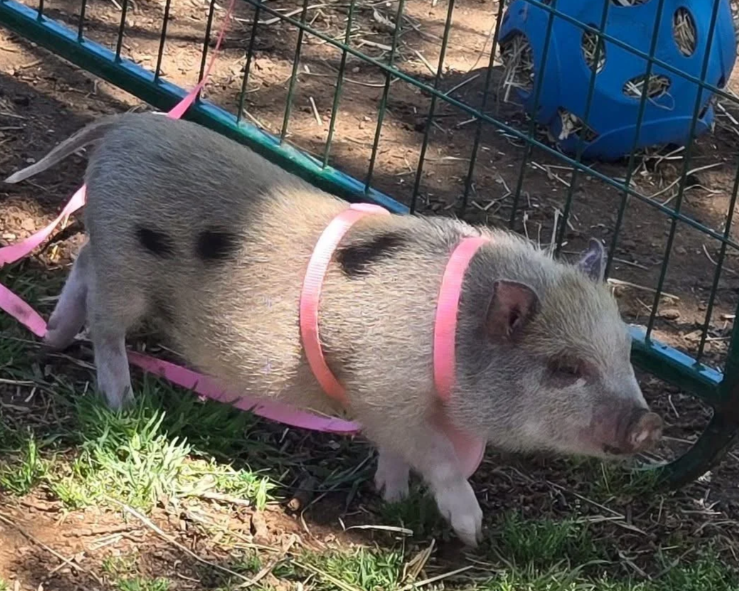 A small pig with black spots on its light-colored body wearing a pink harness, standing outside on grass near a green wire fence.