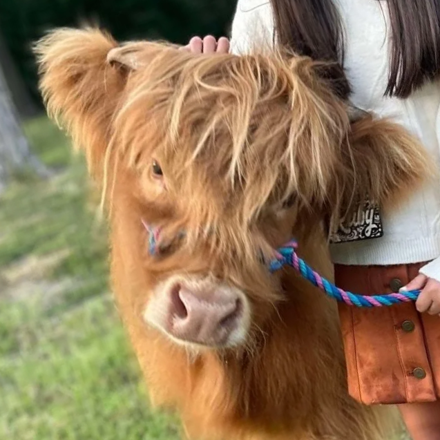 A young girl holding a brown and white Scottish Highland calf with a blue and pink rope halter.