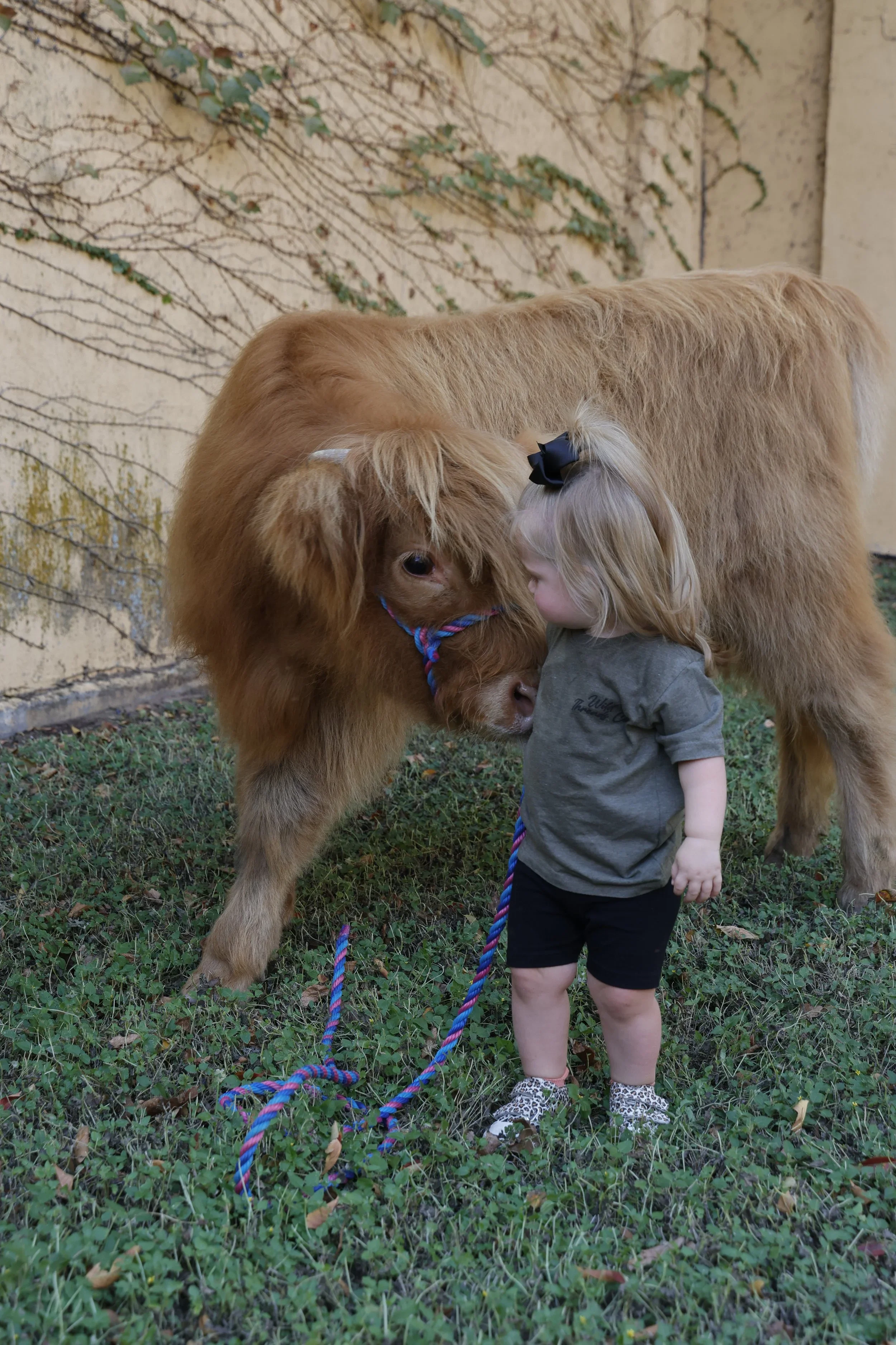 Ruby our Ambassador Animal