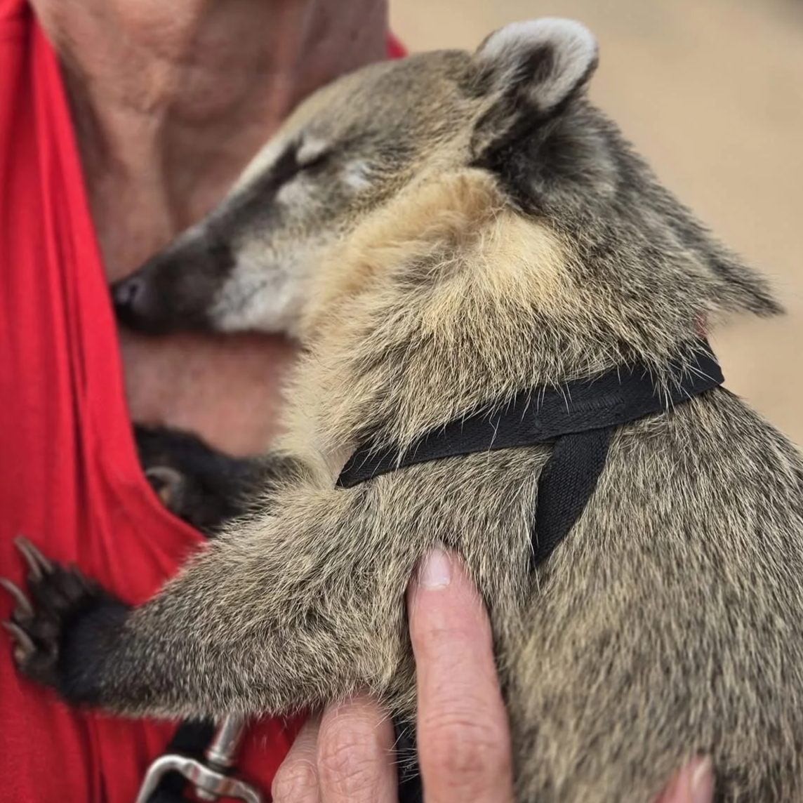 A person holding a sleeping or resting dog with a black harness, close-up of the dog hugging the person's chest.