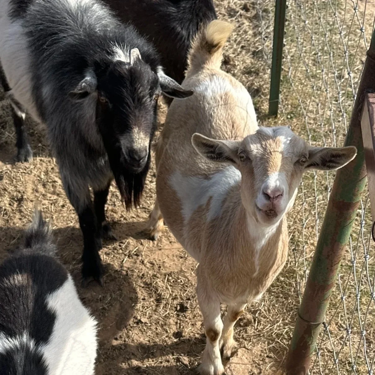 A group of goats, including a black and white goat on the left, a tan and white goat in front, and a black goat with tan markings in the background, inside an outdoor enclosure with a dirt ground and a chain-link fence.