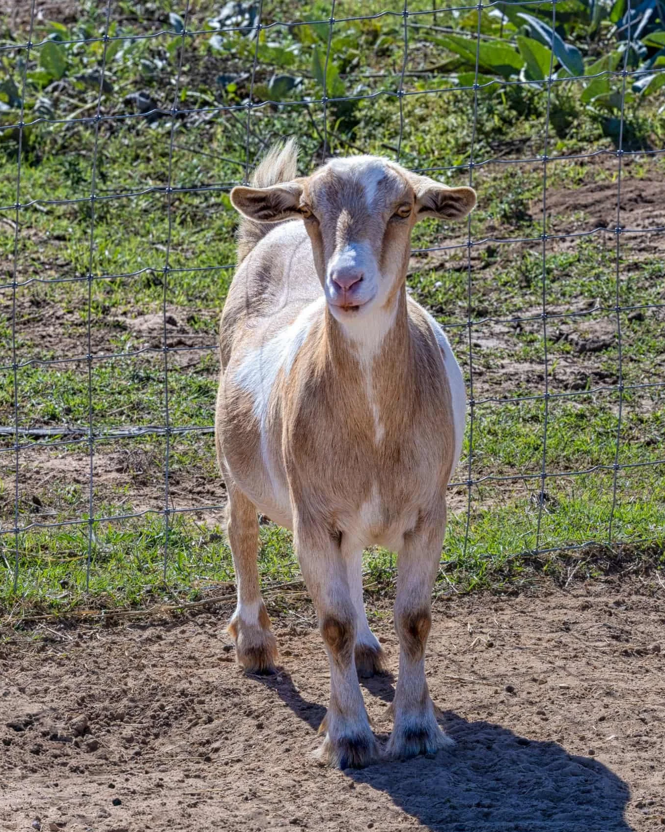 Young goat standing on dirt ground near a wire fence in a grassy outdoor area.