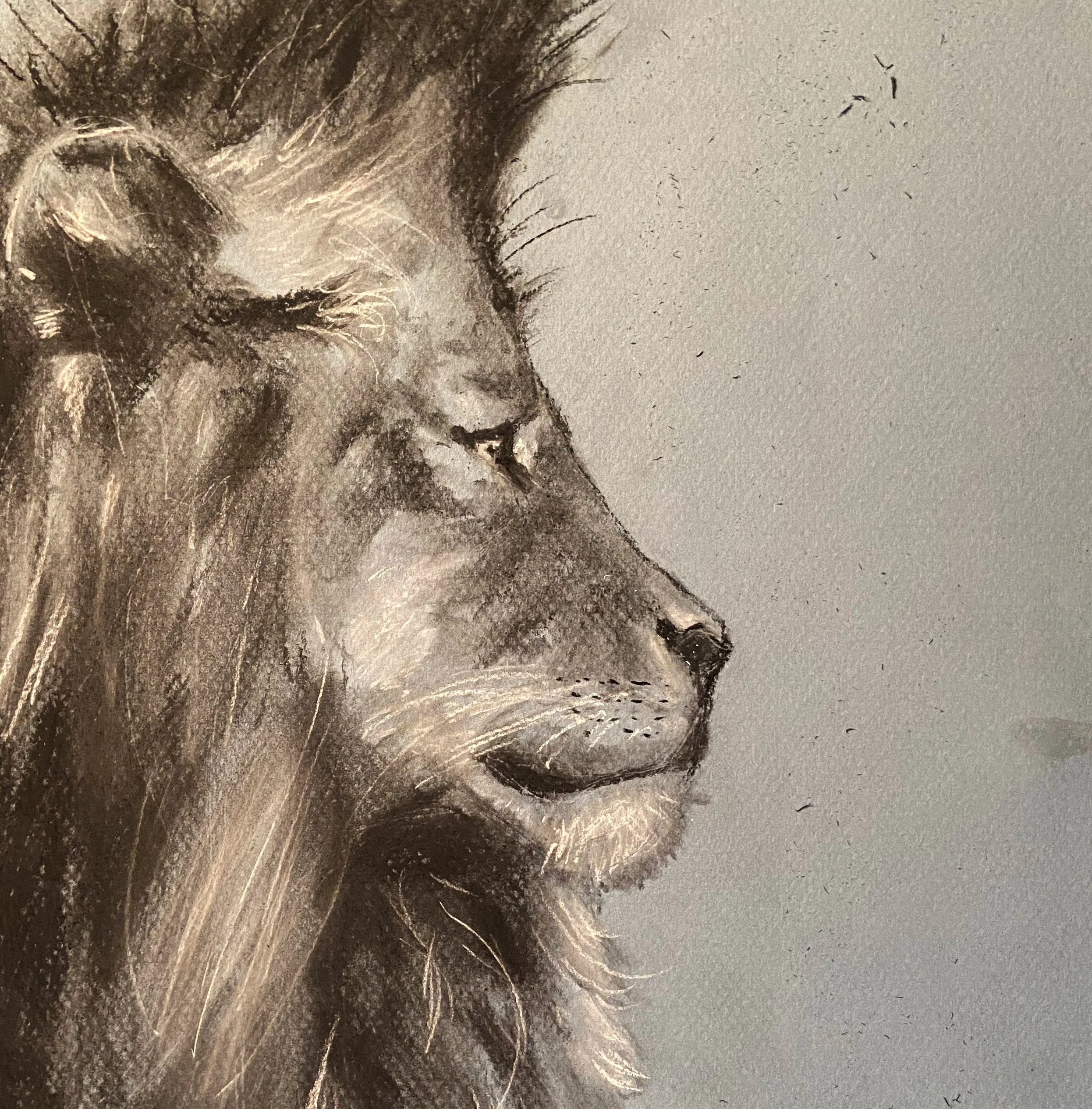 A detailed pencil drawing of a lion's profile, featuring a mane, closed eye, and relaxed expression against a light gray background.