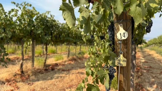 Case Study: Brand Identity & Website Redesign for Madrona Bay Wine