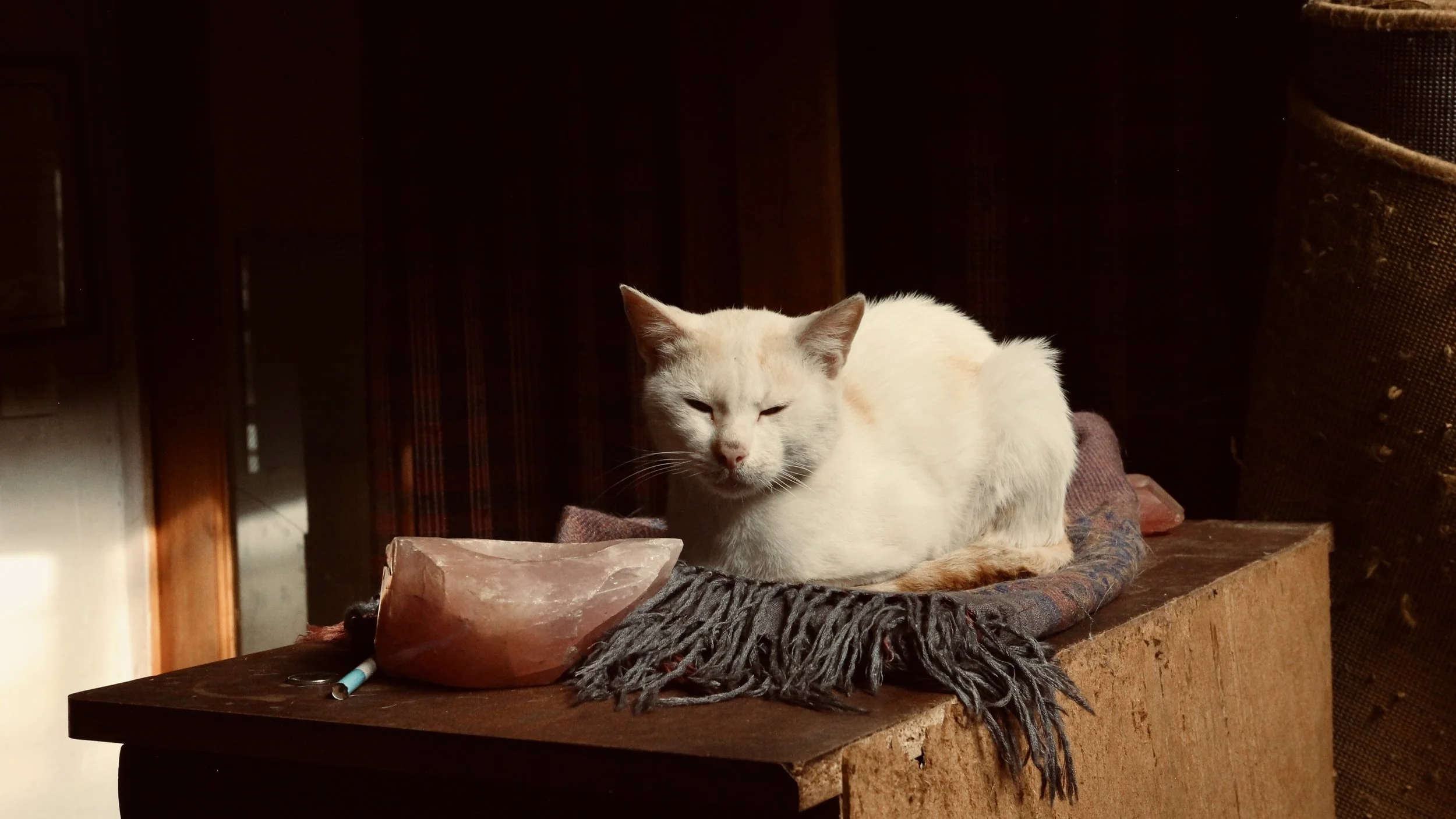 Nos petits gardiens à quatre pattes