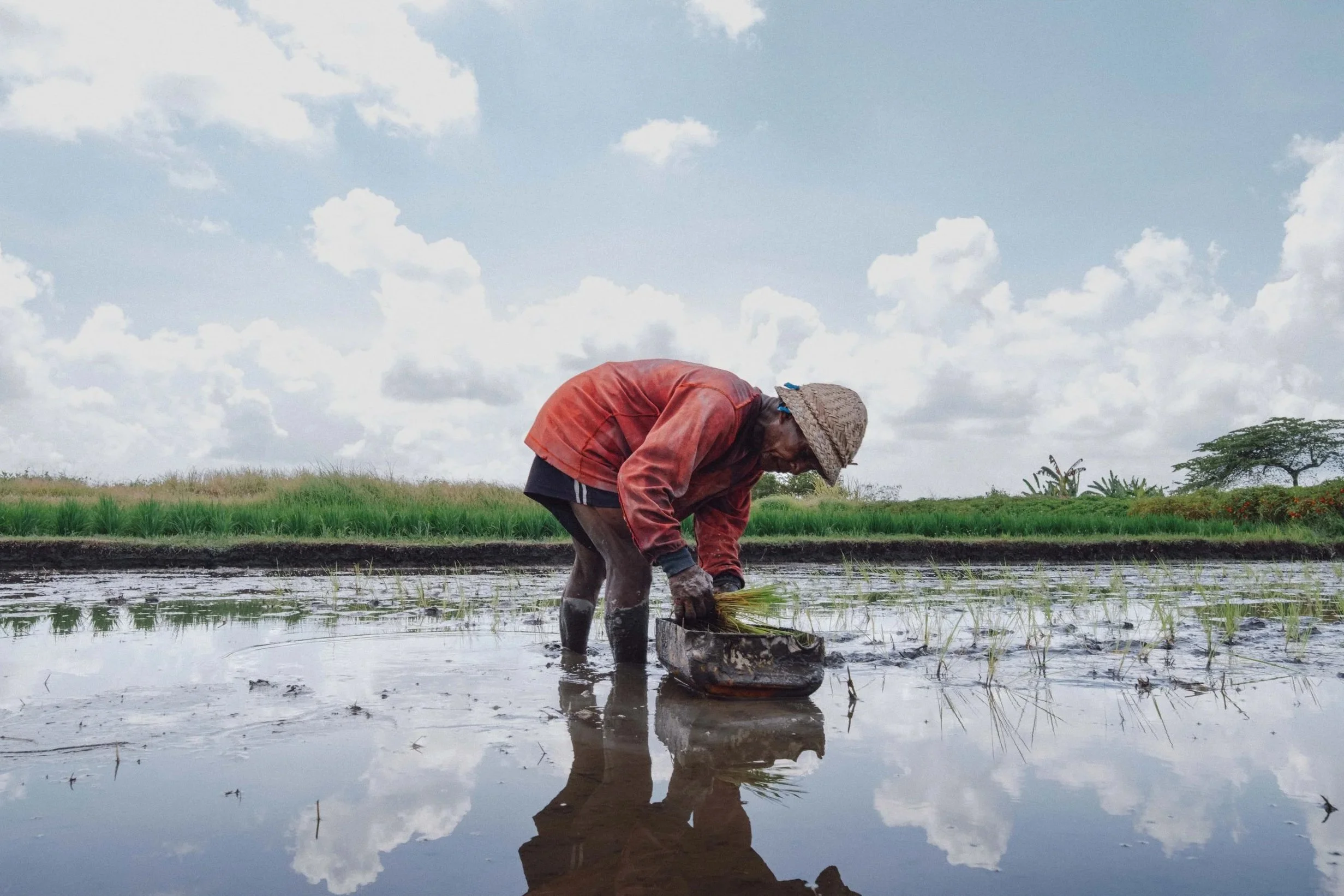 A farmer planting rice in a flooded field with a cloudy sky in the background.