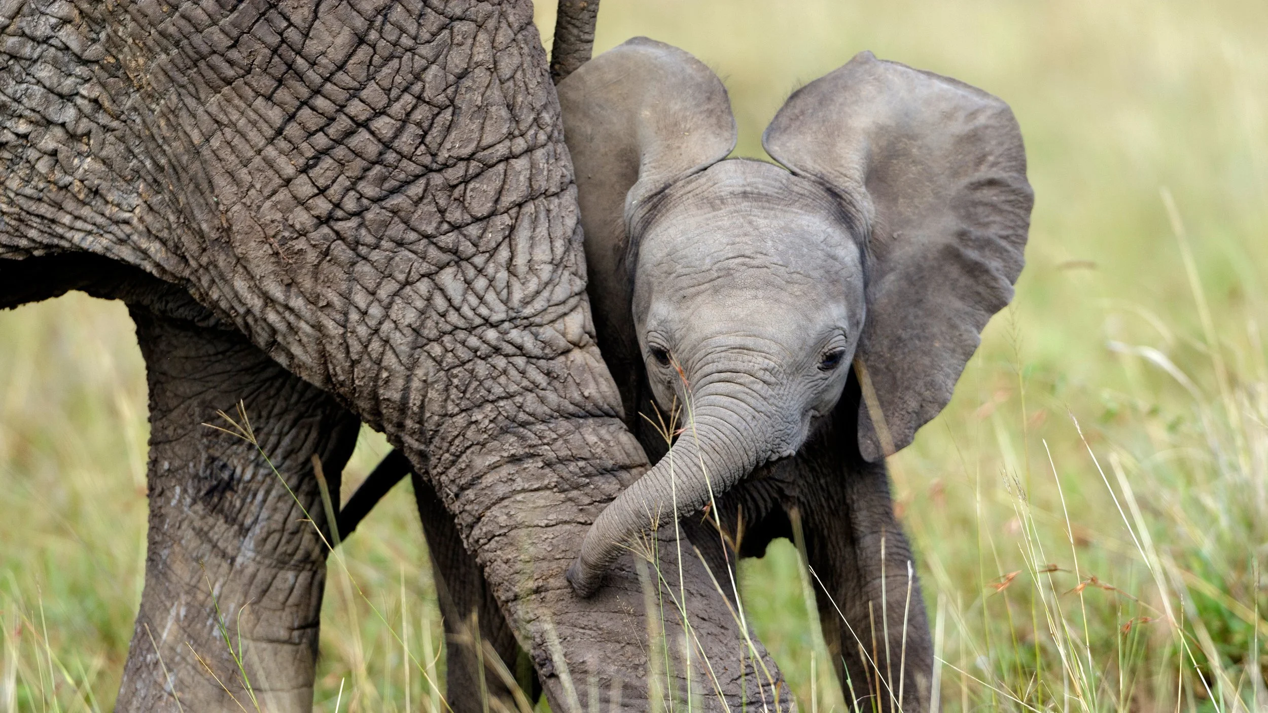 20260303_OHR.BabyElephant_EN-US3103670102_UHD_bing.jpg