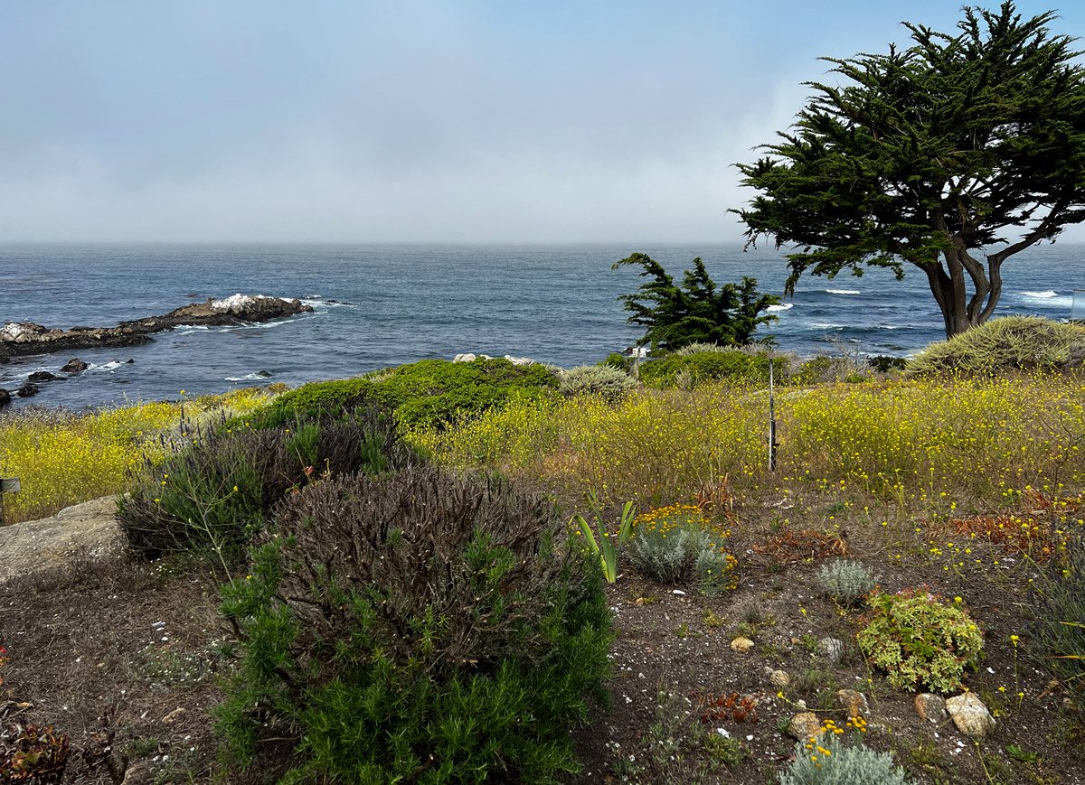 Coastal scene with ocean waves, rocks, and a large cypress tree on a grassy area with yellow wildflowers and shrubs.