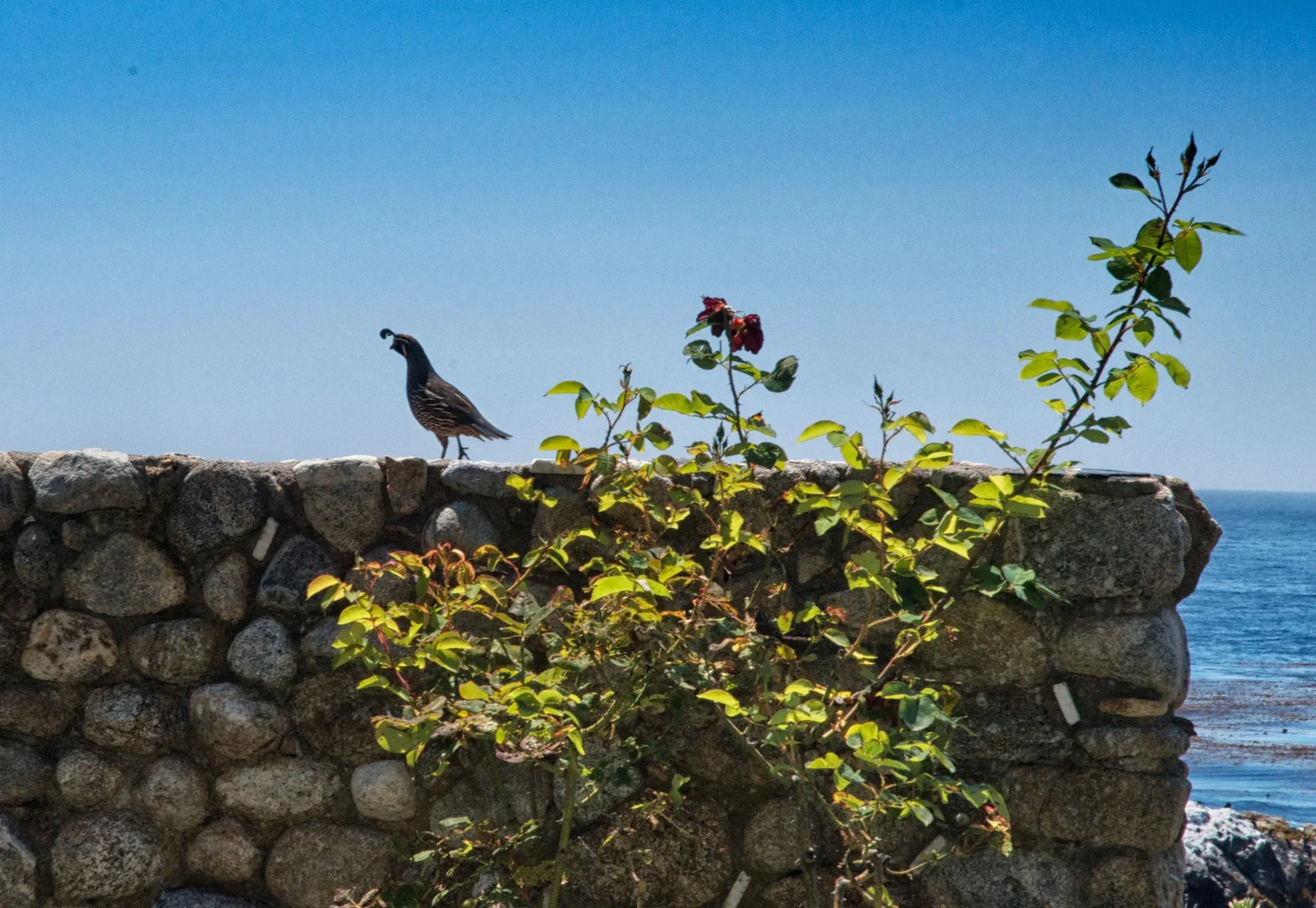 quail perched on granite Tor House wall