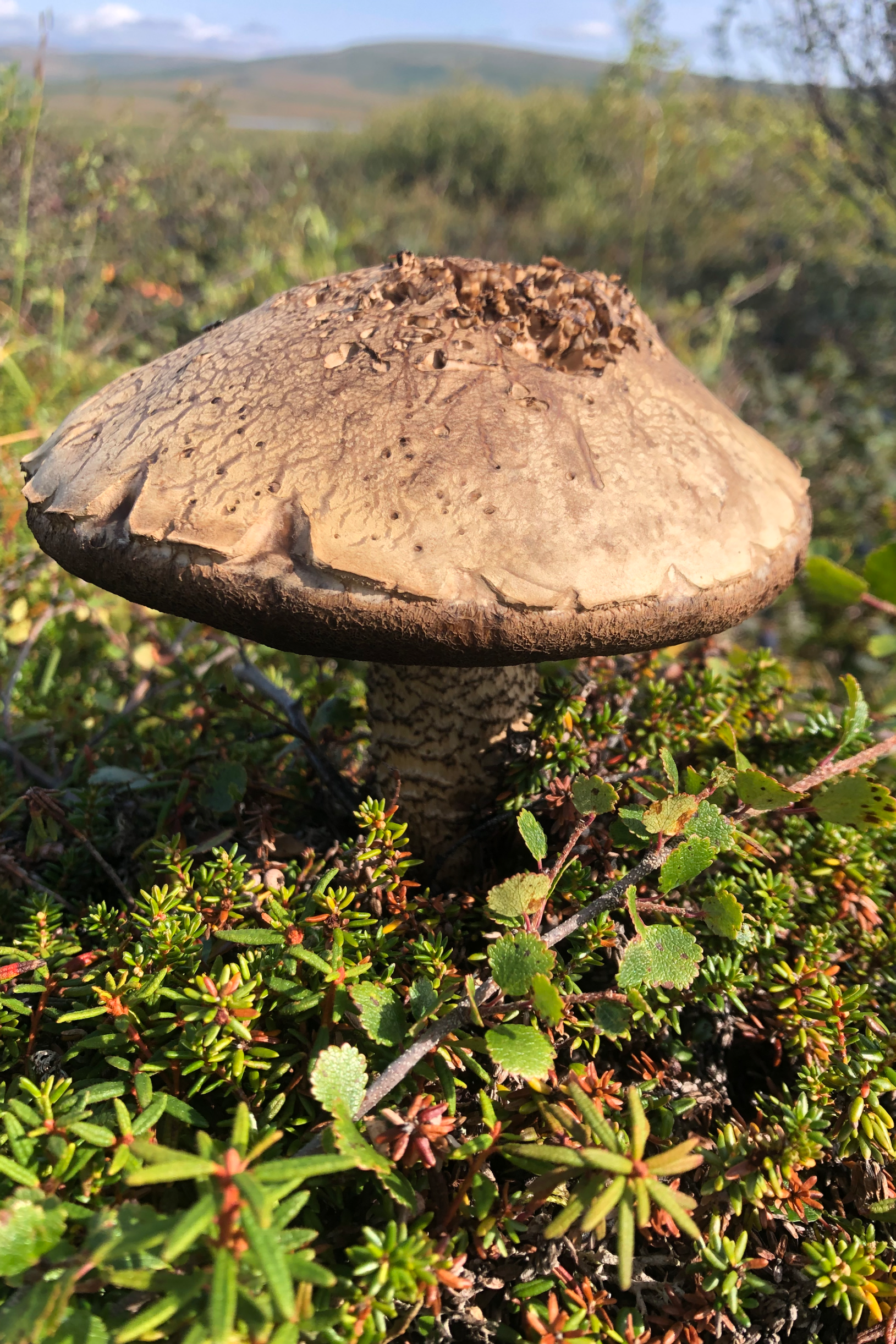 Close-up of a single brown mushroom growing among green low-lying plants and grass in an outdoor setting with distant hills in the background.