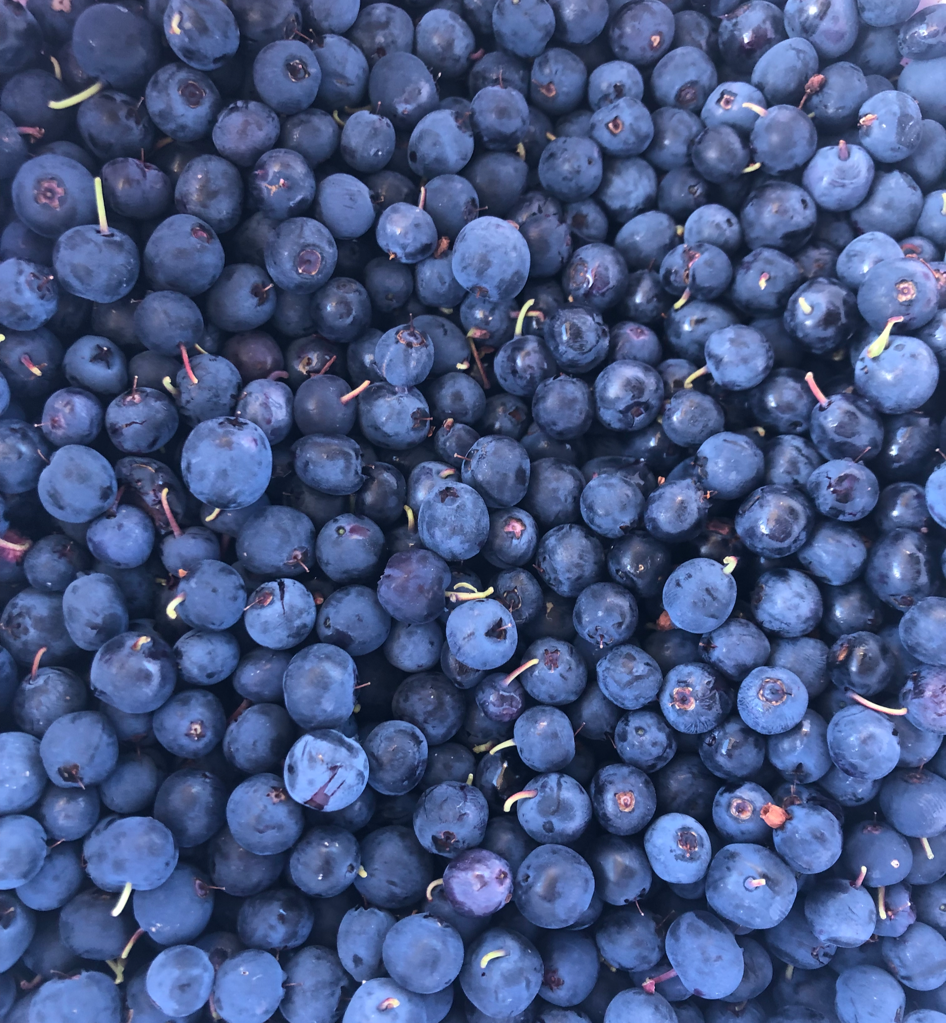 Close-up of bunches of fresh blueberries with some stems attached.