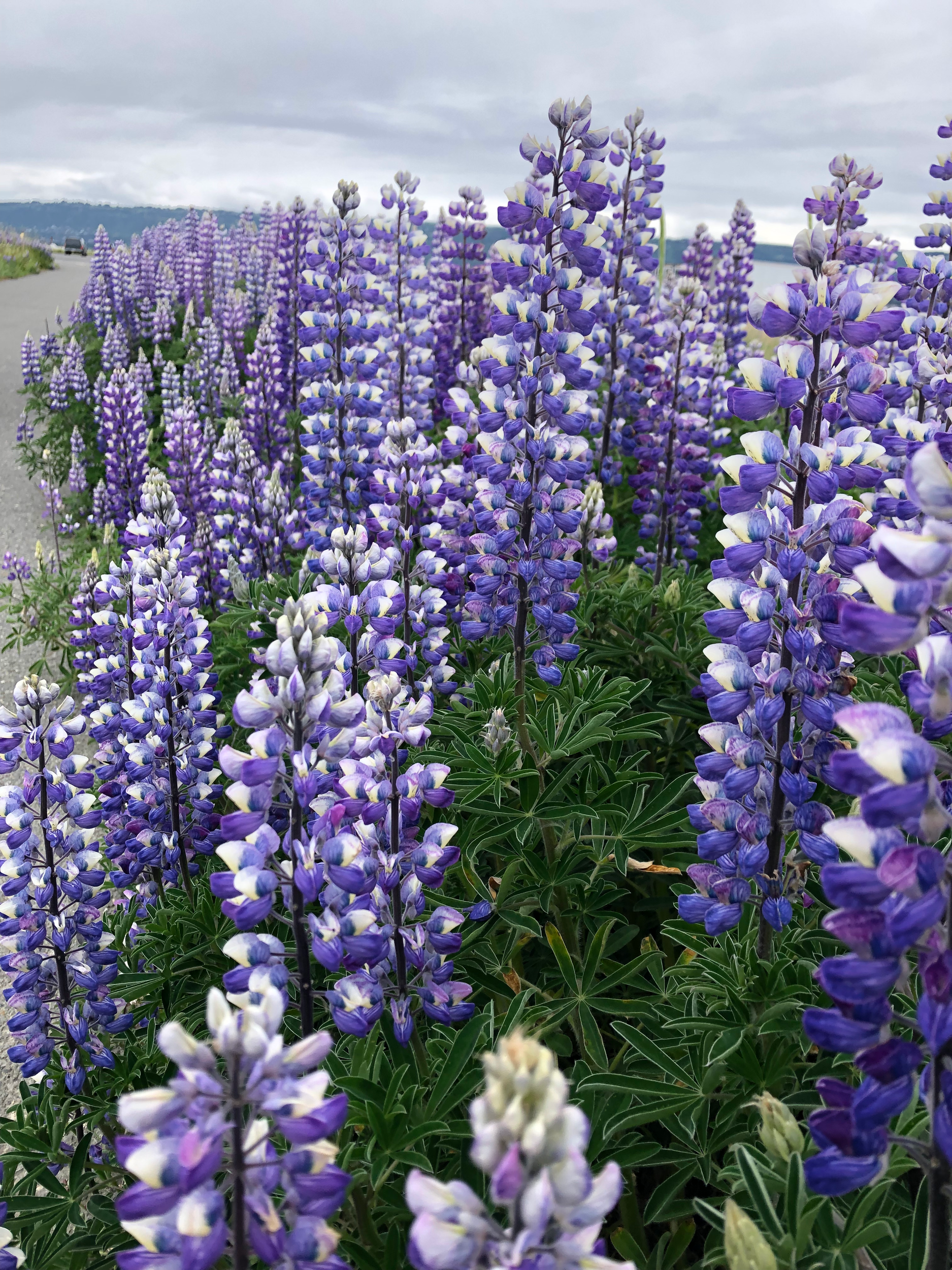 Close-up of a field of purple and white lupine flowers under a cloudy sky.