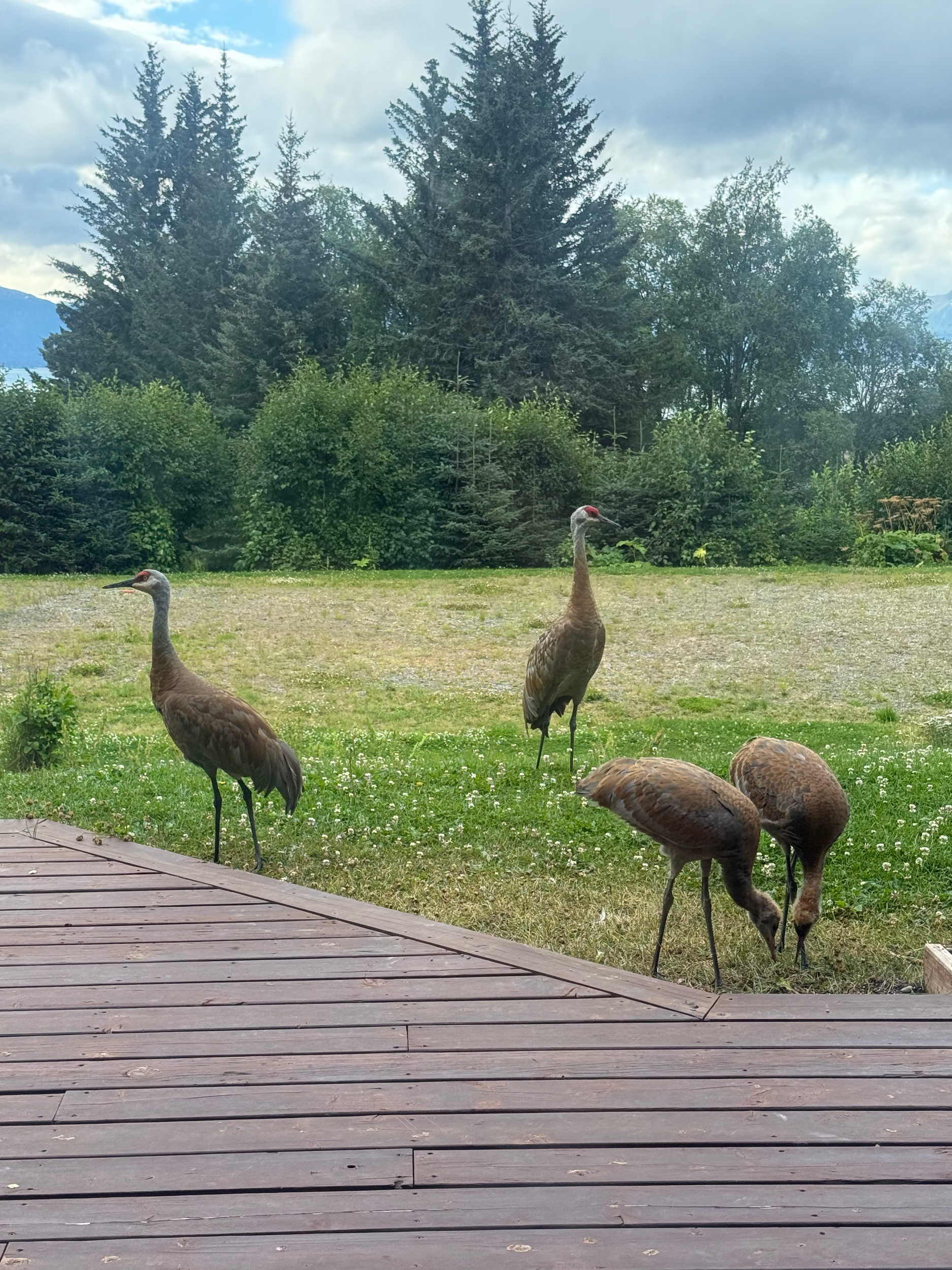 Group of four brown turkeys on a grassy area next to a wooden deck, with trees and cloudy sky in the background.
