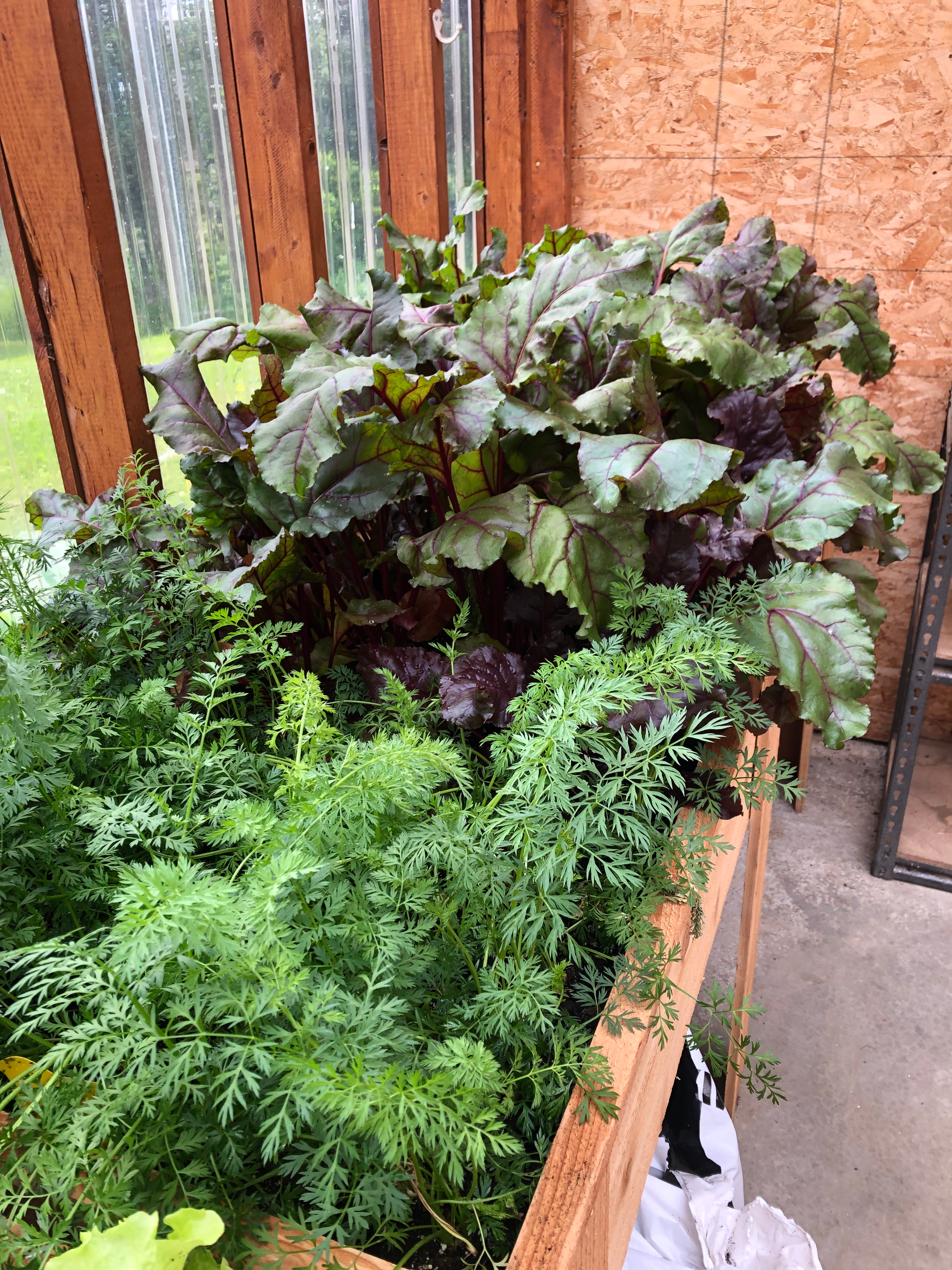 Green and purple leafy plants growing in a garden bed next to a wooden fence.