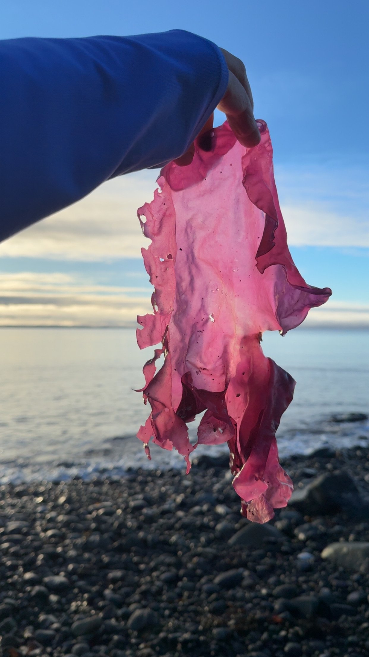 Person holding a tattered piece of pink seaweed or kelp against a seaside backdrop during sunset or sunrise.