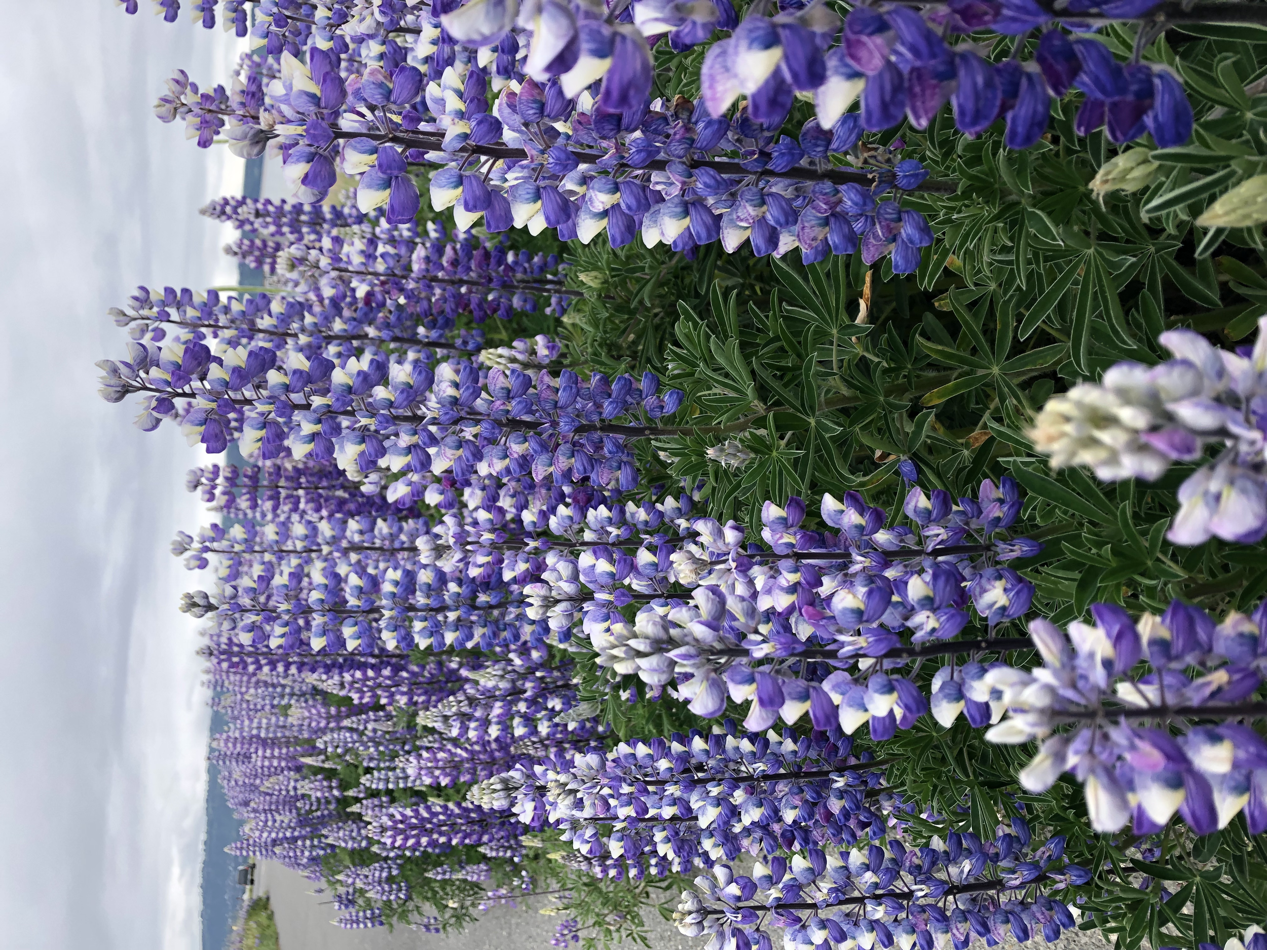 Close-up of a field of purple and white lupine flowers under a cloudy sky.