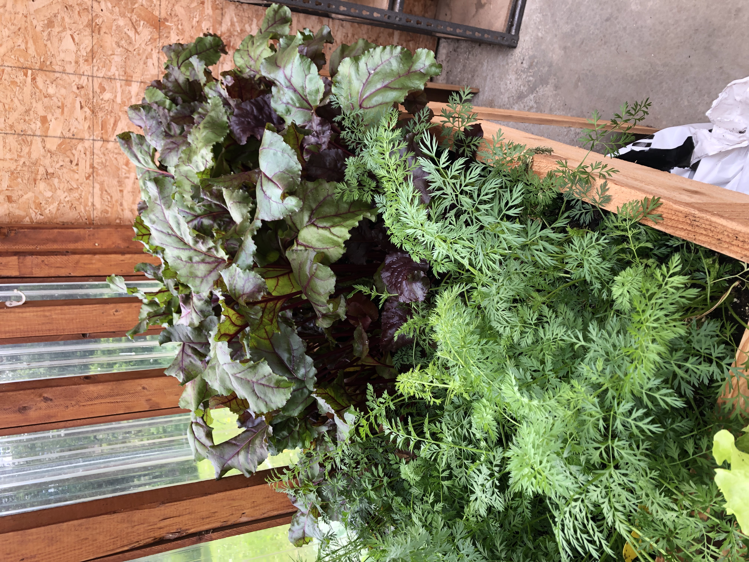 Green and purple leafy plants growing in a garden bed next to a wooden fence.