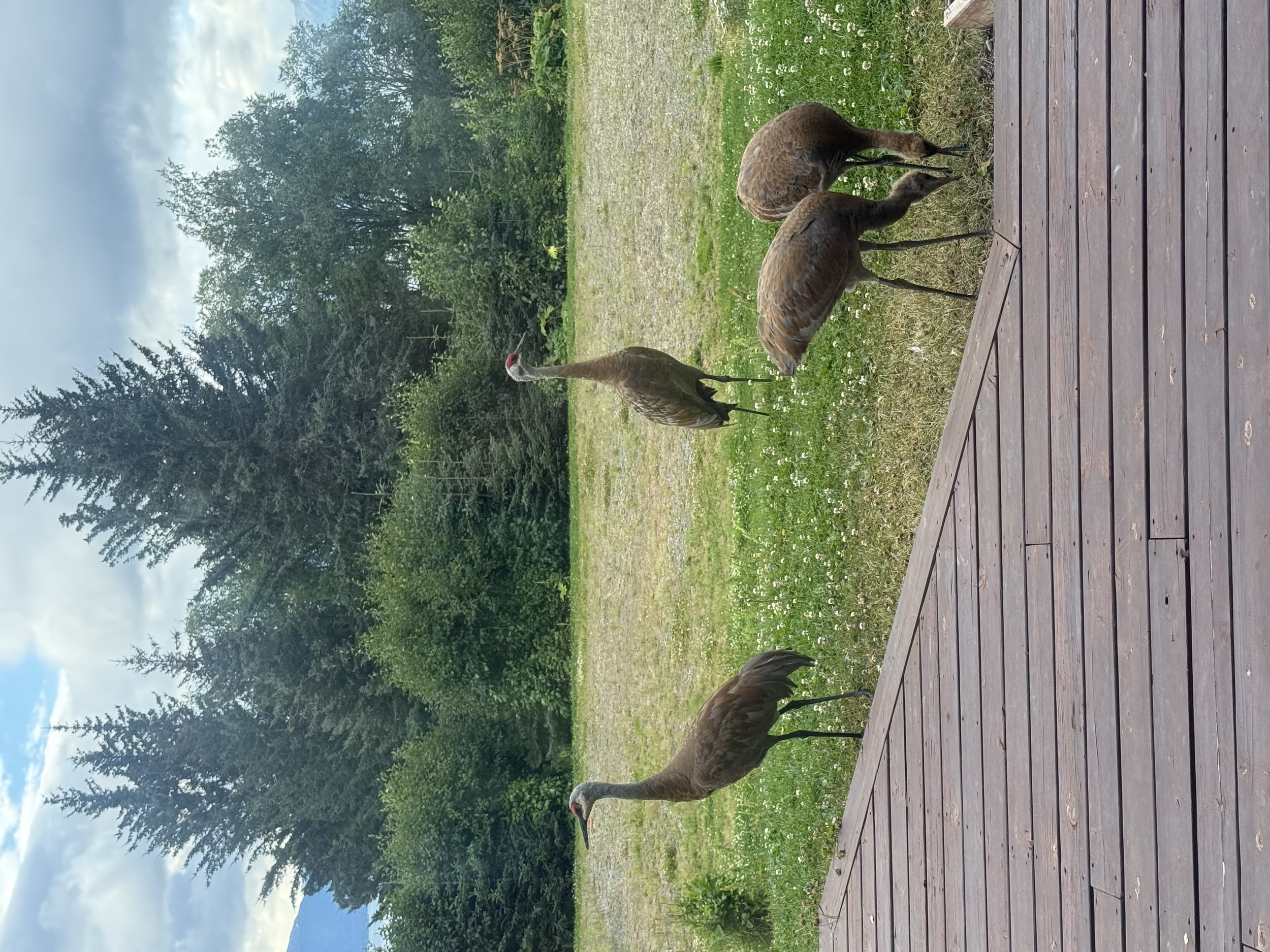 Group of four brown turkeys on a grassy area next to a wooden deck, with trees and cloudy sky in the background.
