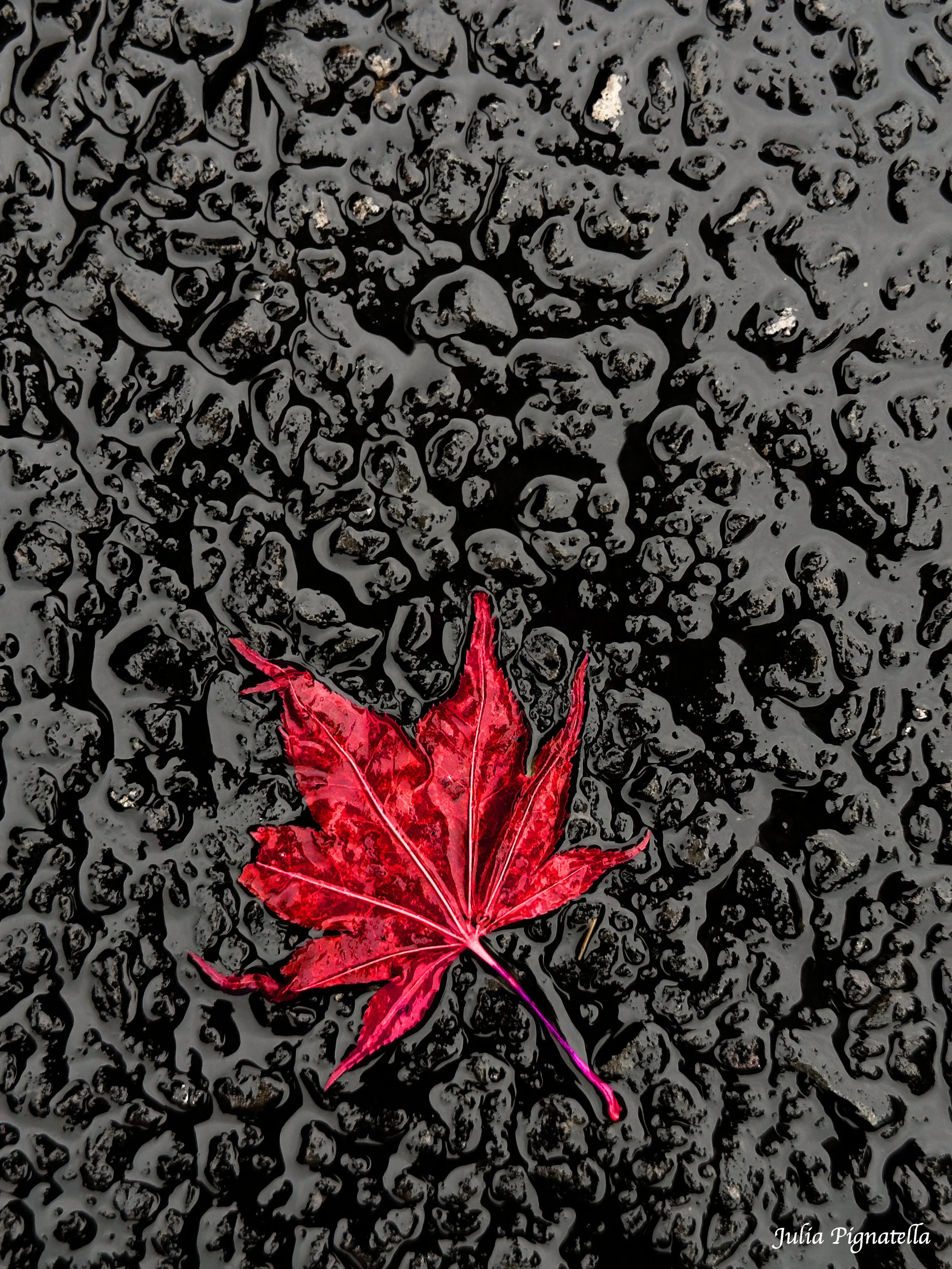 Red Leaf signed.jpg