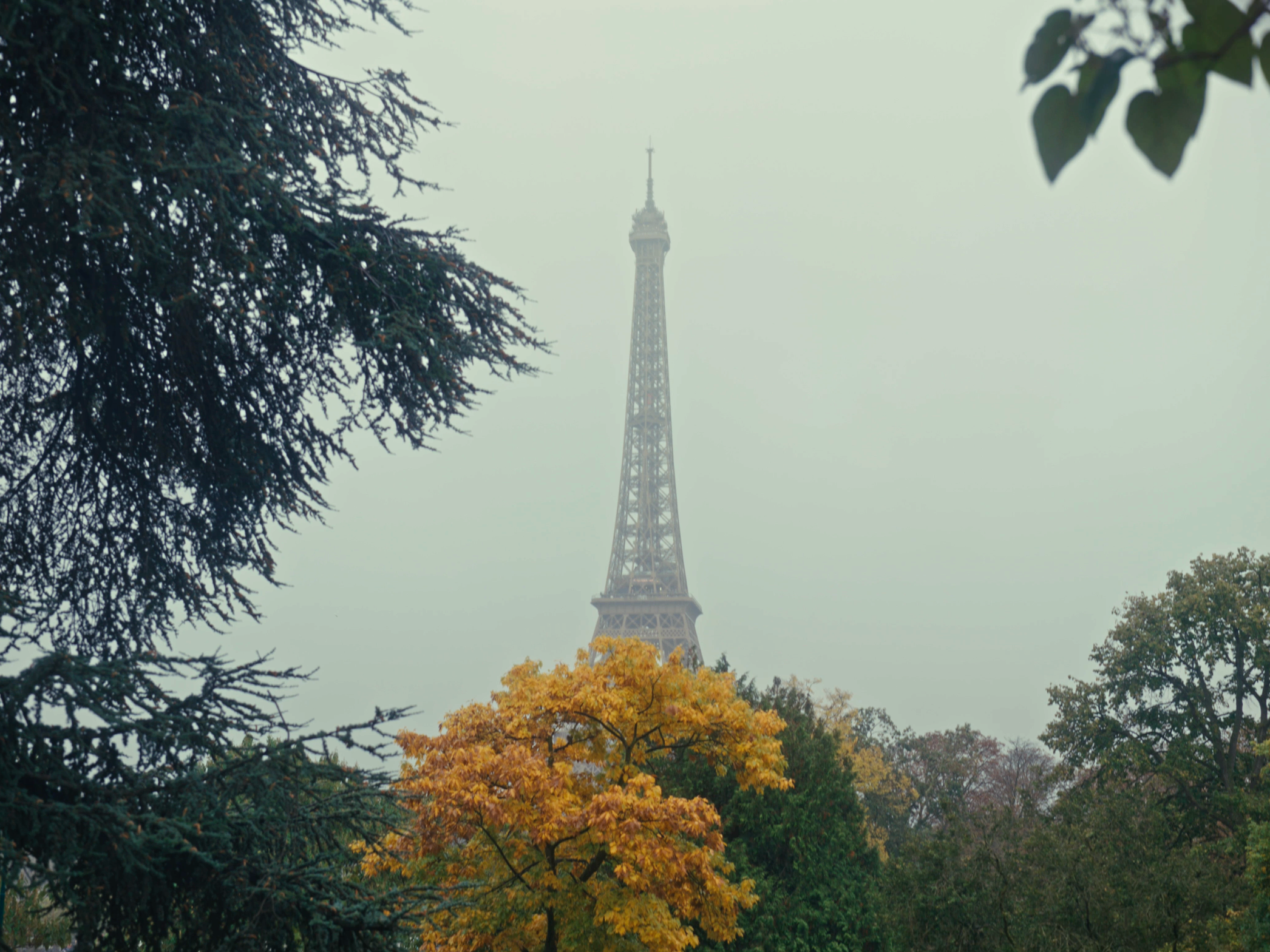 Eiffel Tower seen through trees with autumn foliage on a foggy day.