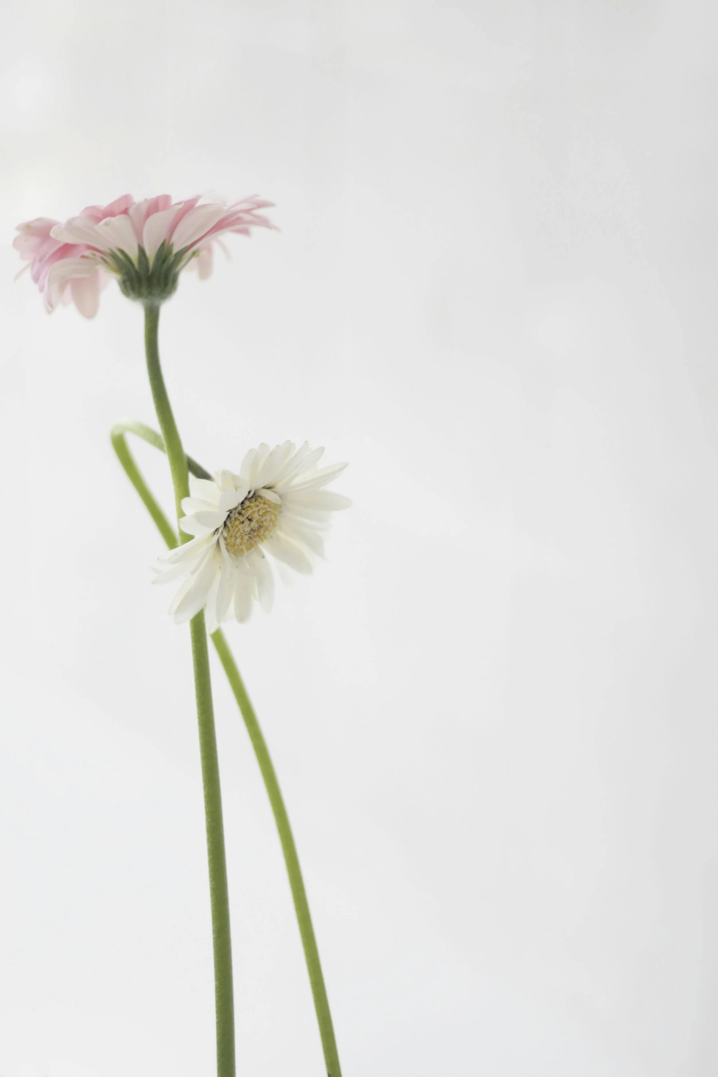 Close-up of two daisies, one white and one pink, against a plain light background.