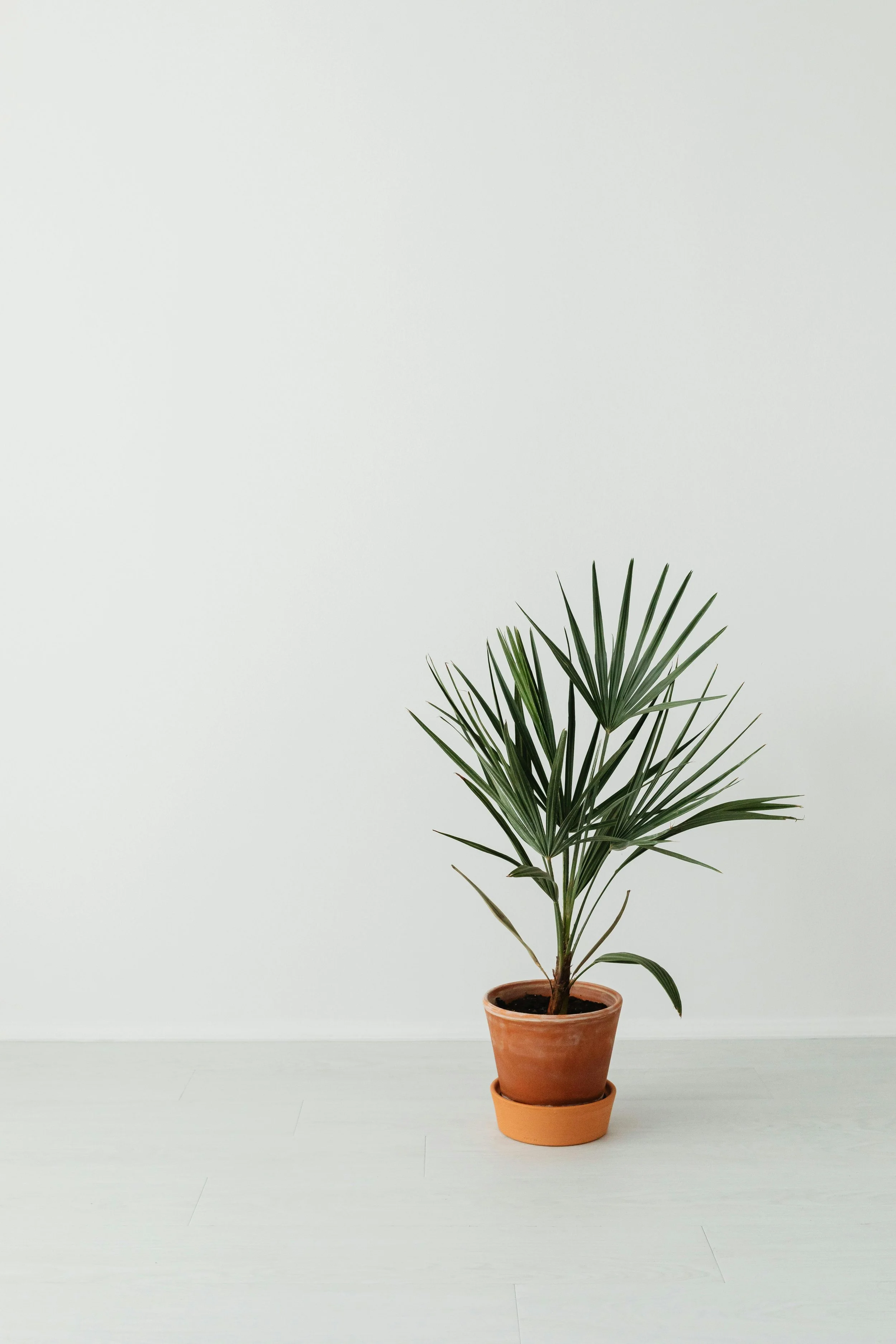 A potted palm plant in a terracotta pot on a light-colored wooden floor against a plain white wall.