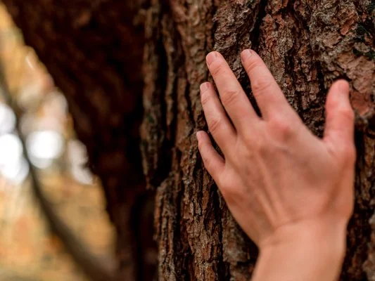 Human hand touching a tree trunk under natural light, captured as a real moment of connection with nature